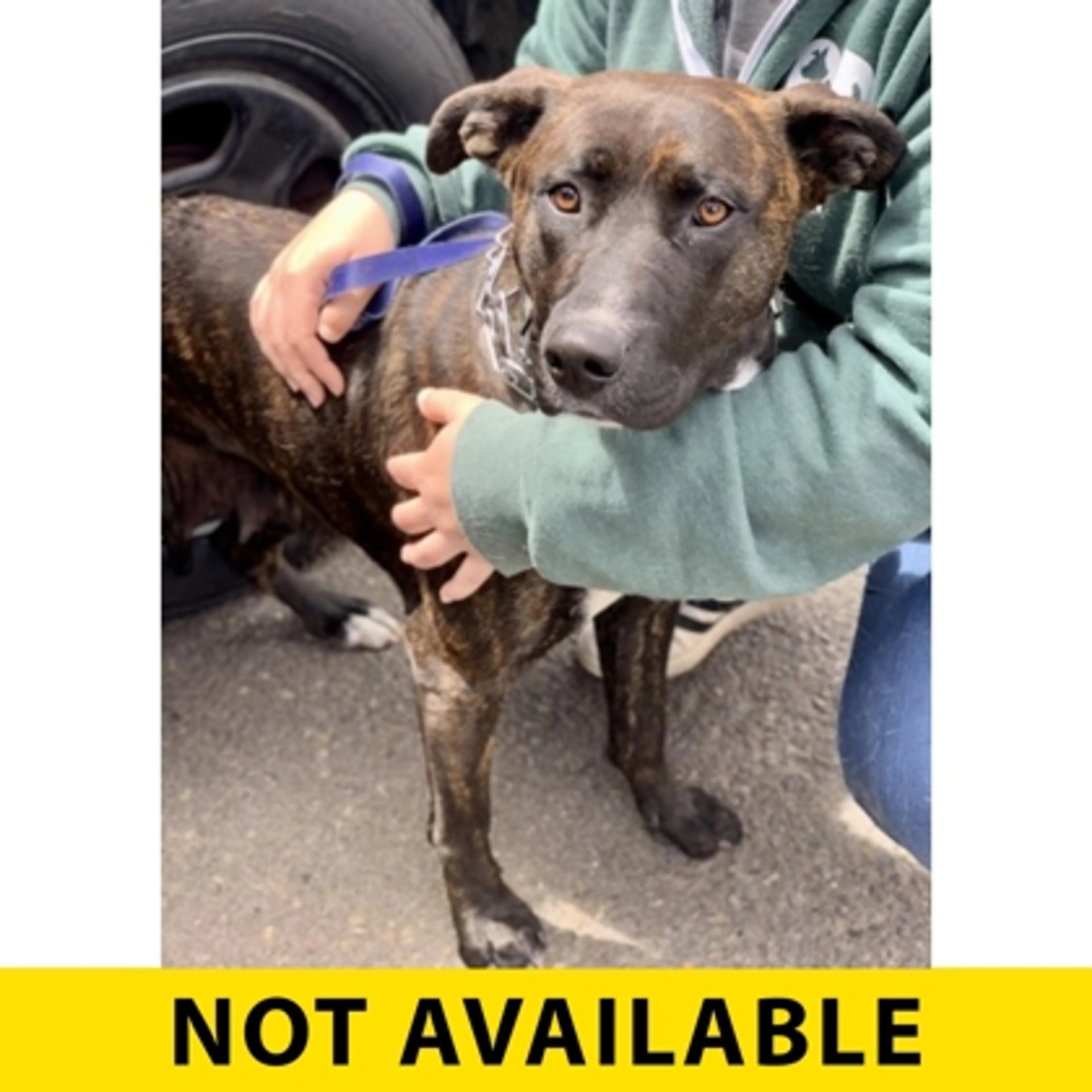 Found pet