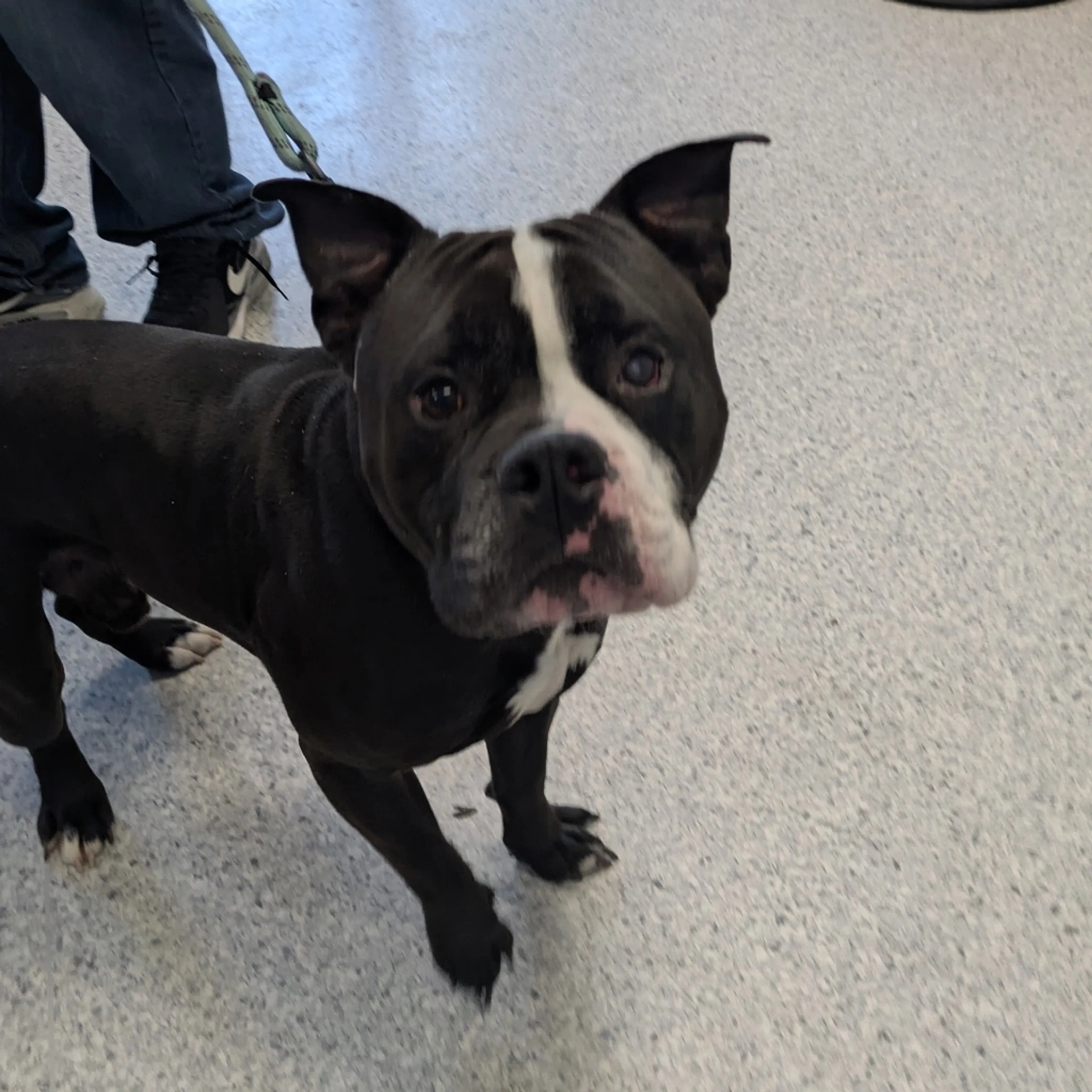 Found pet