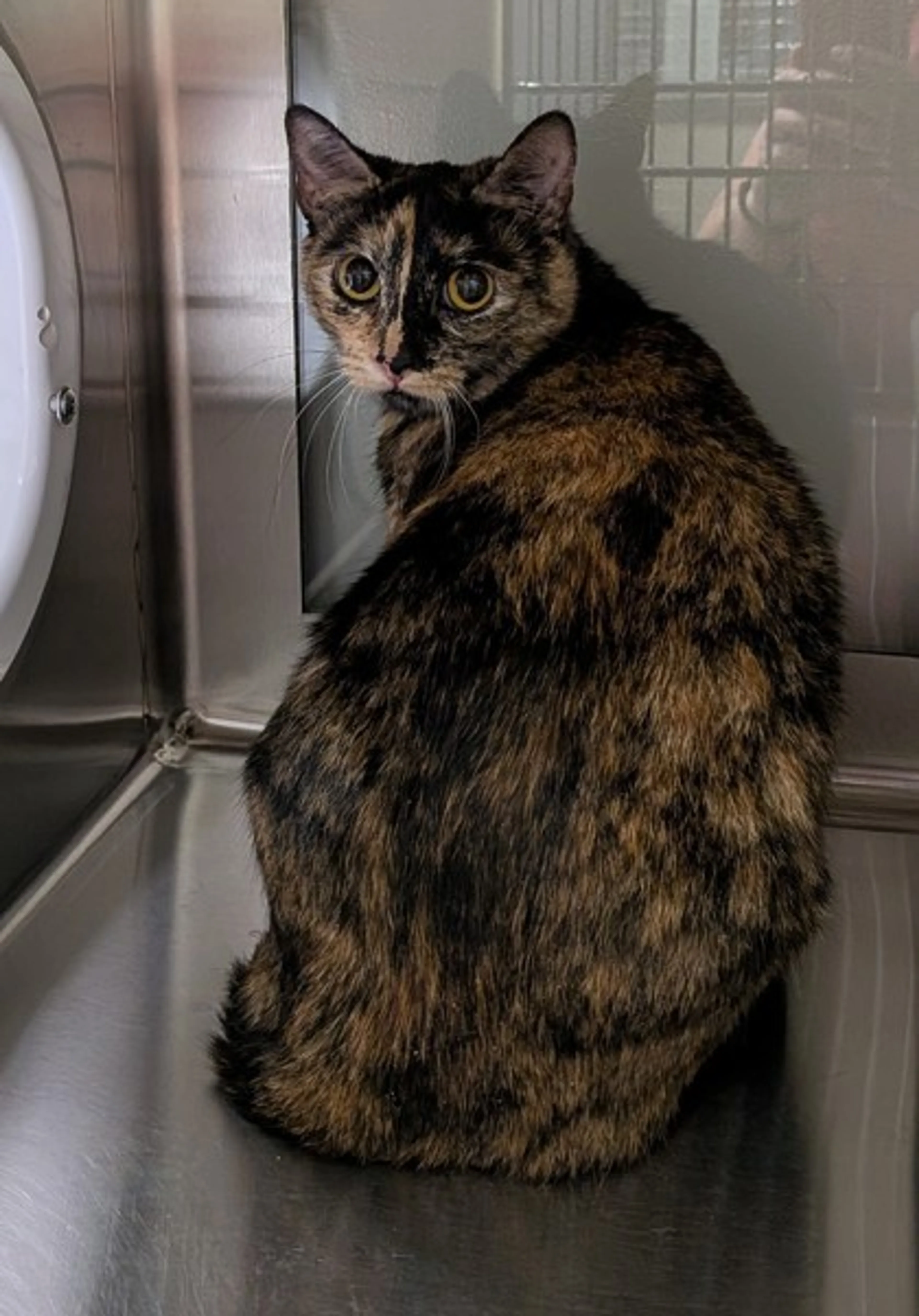 Found pet
