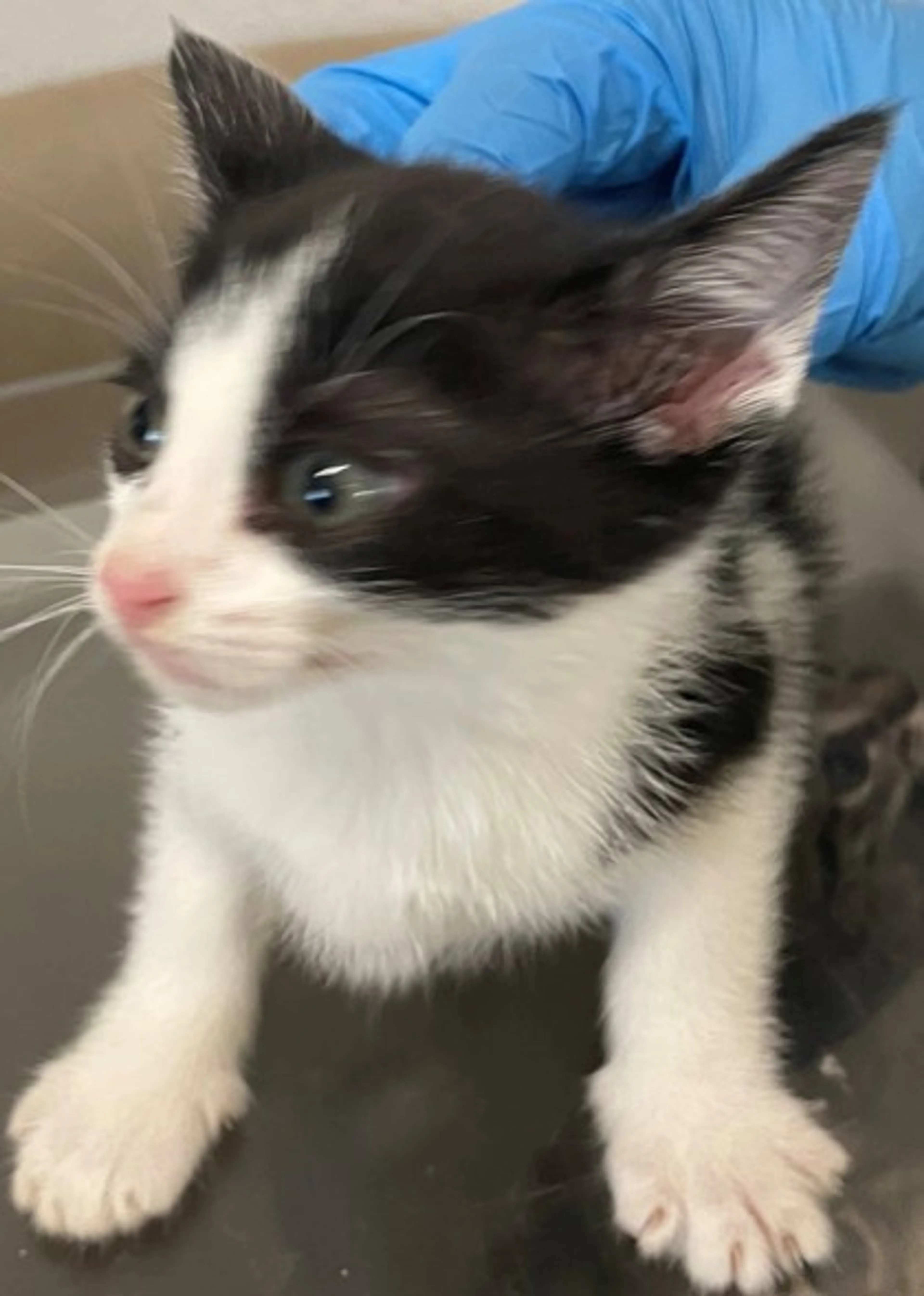 Found pet