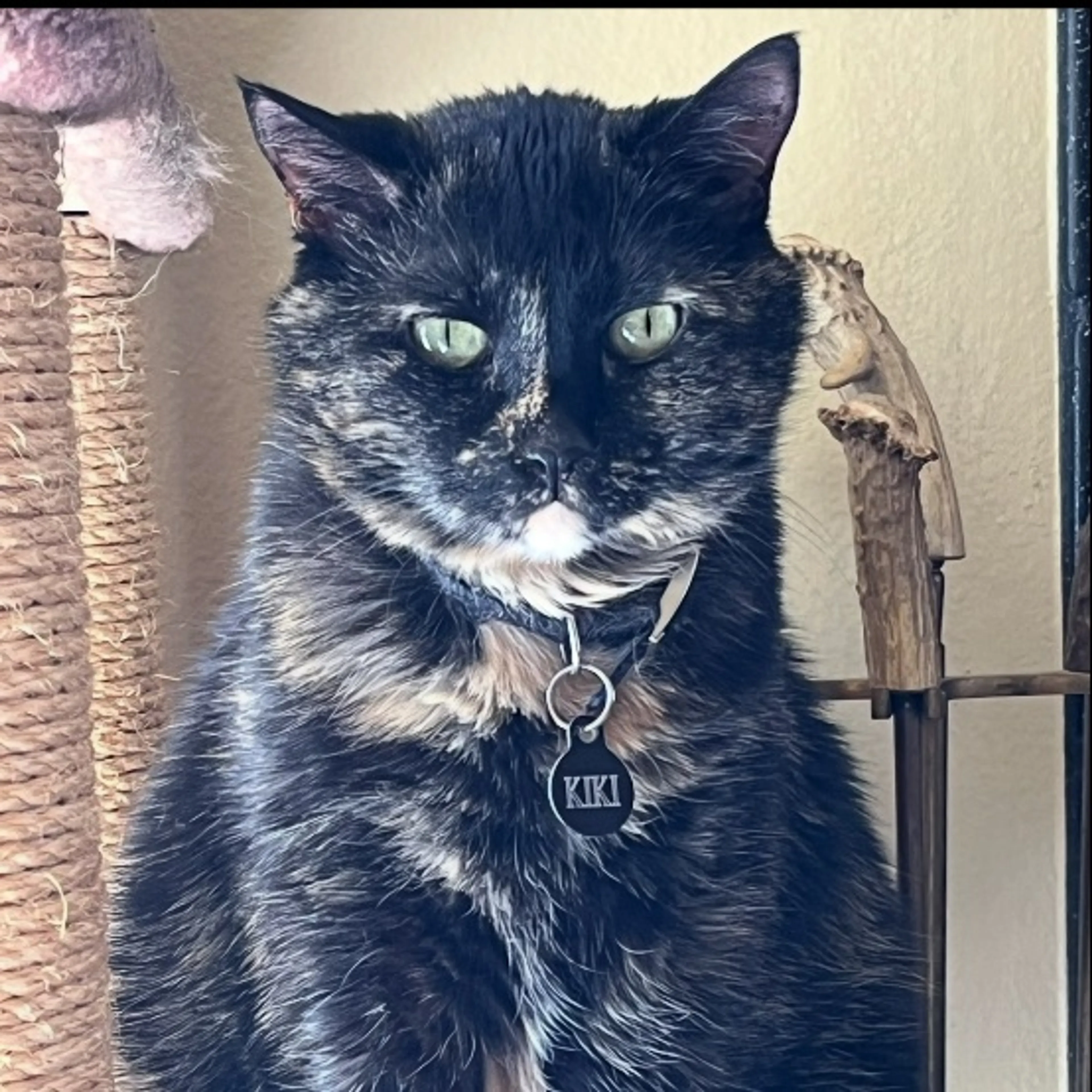 Lost pet