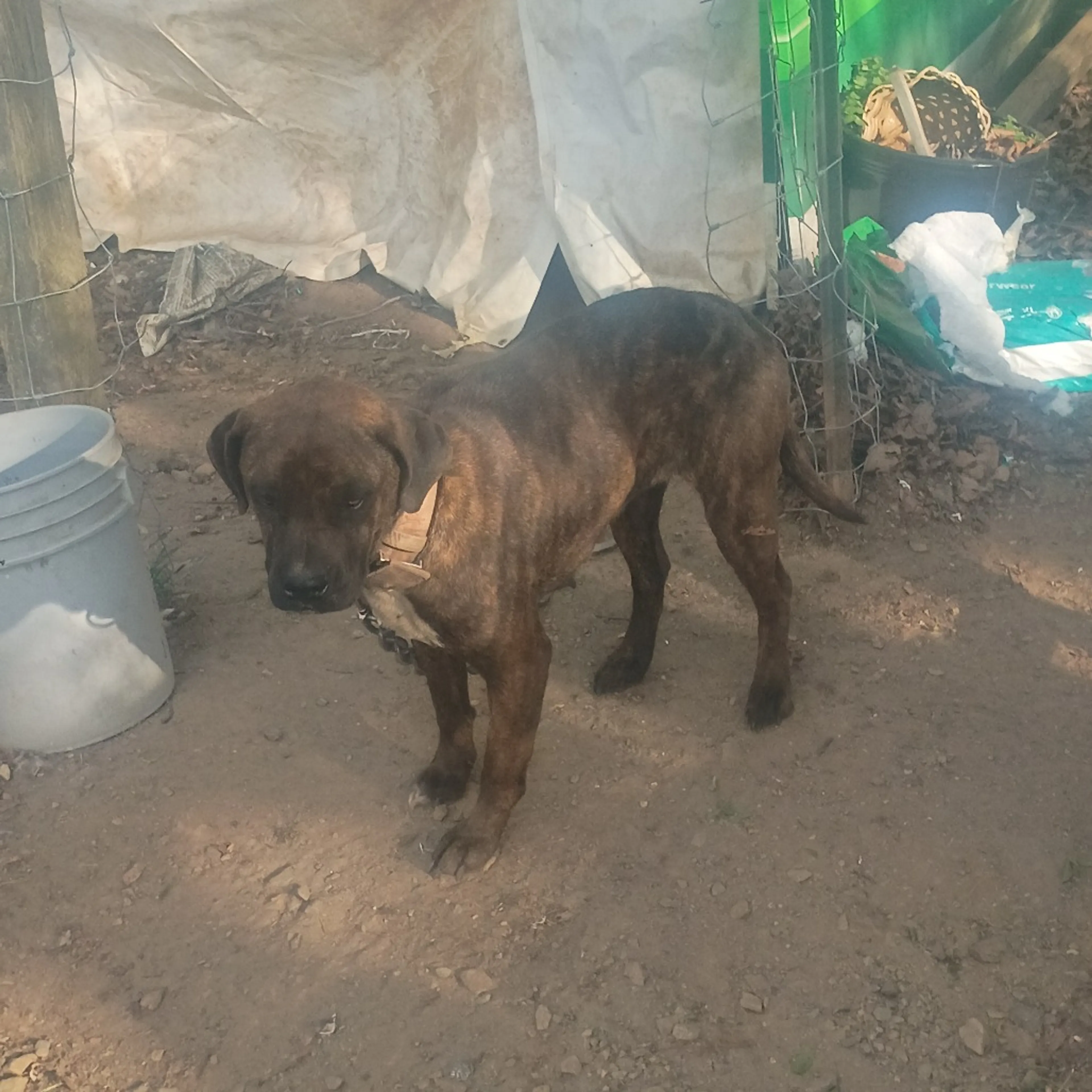 Found pet-1