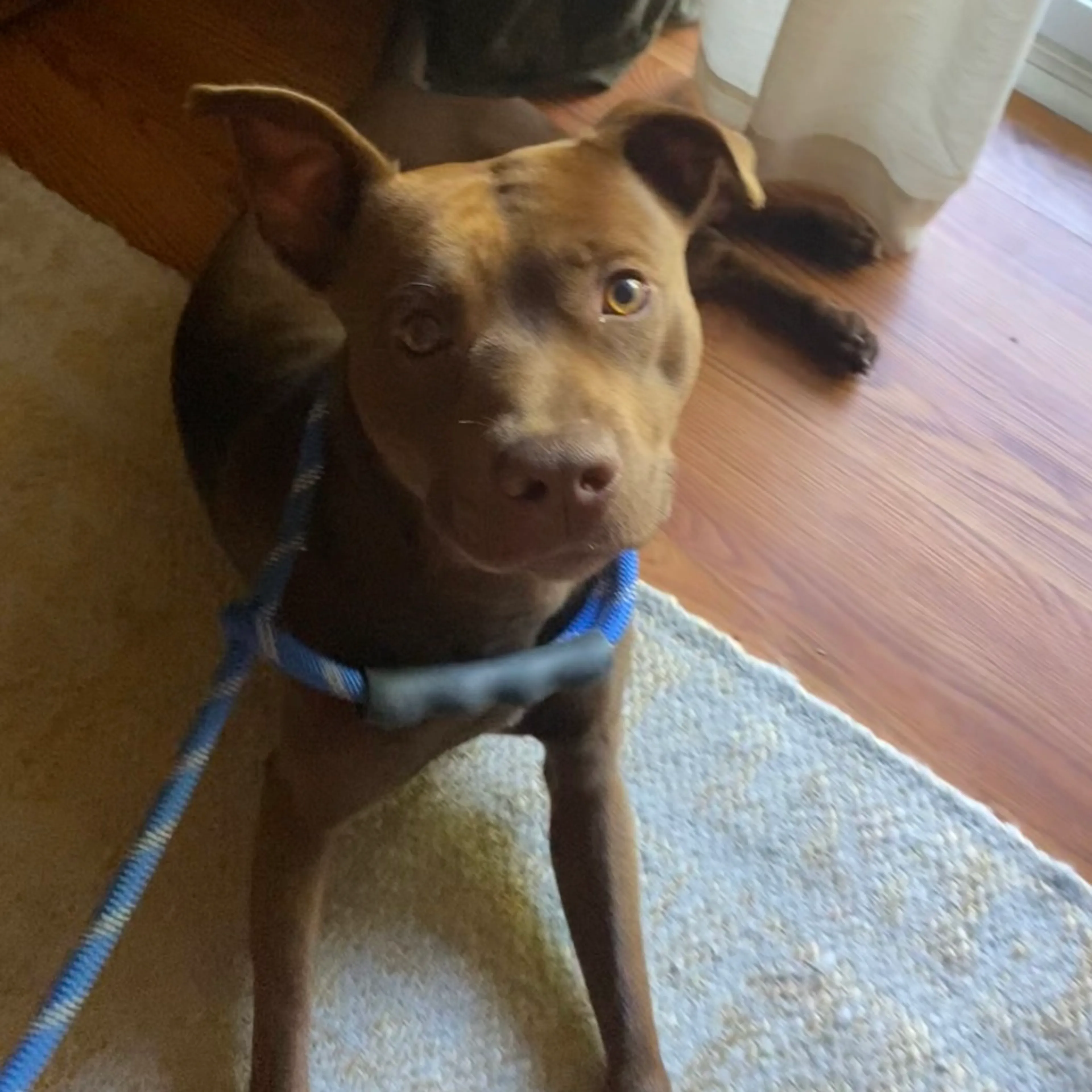 Found pet