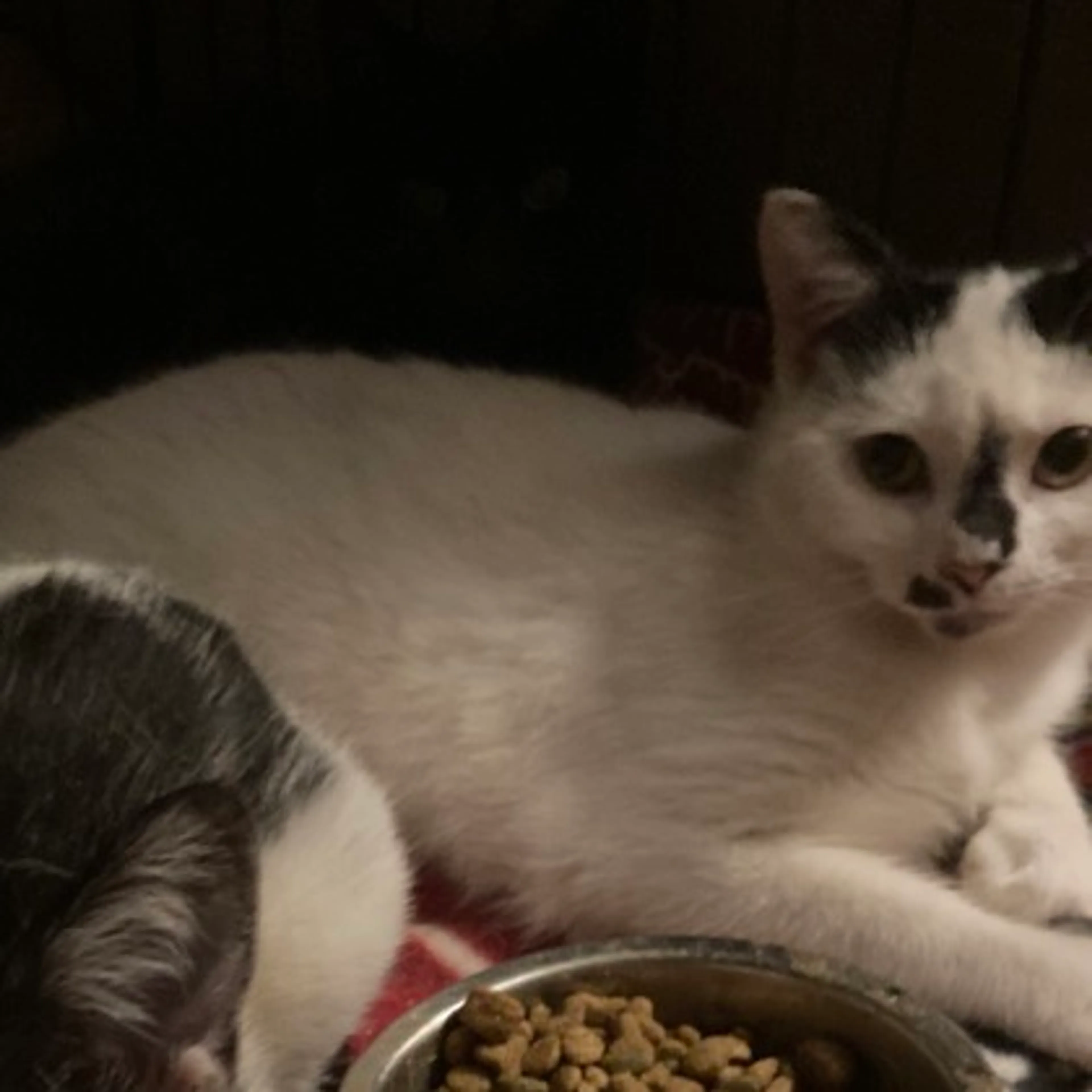Found pet
