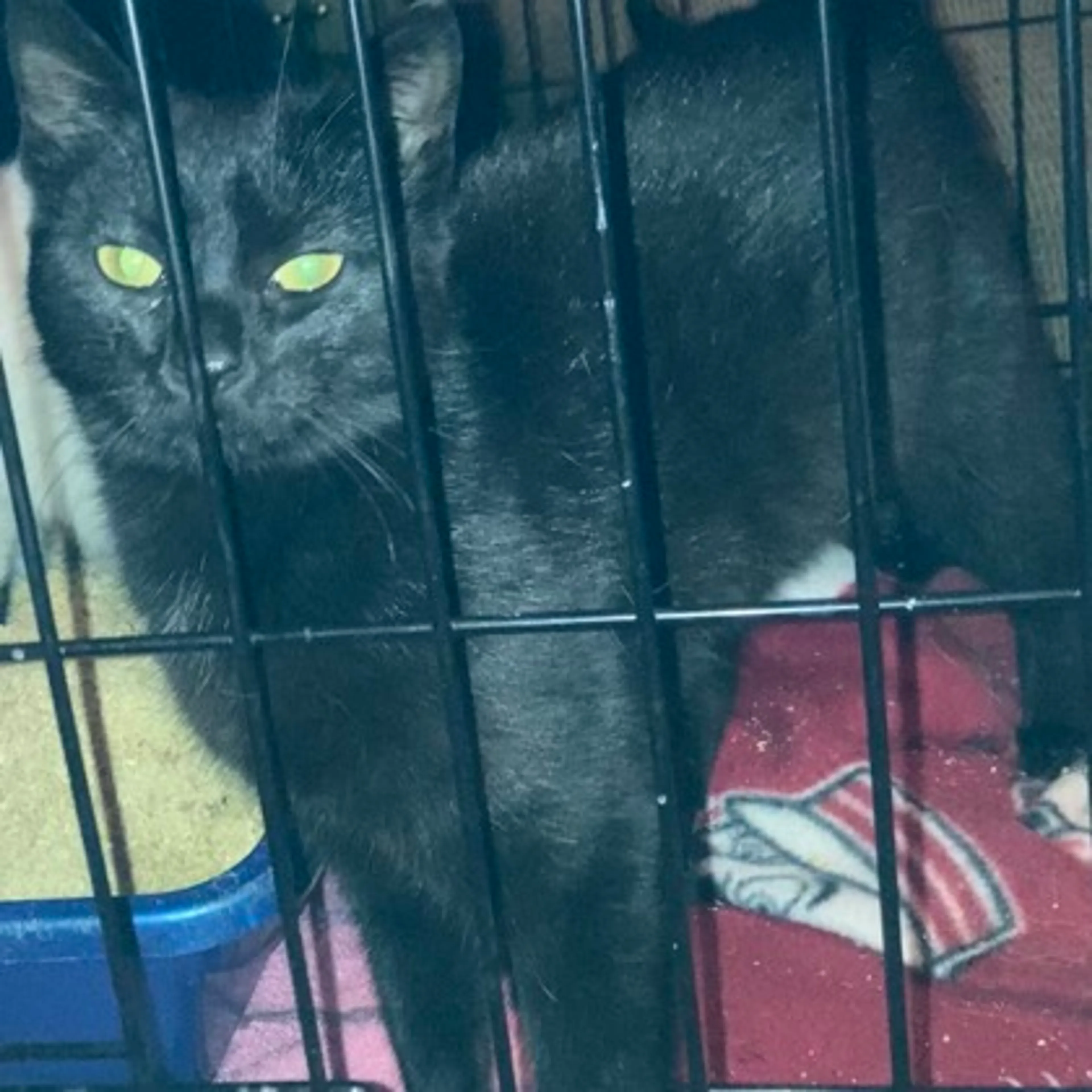 Found pet