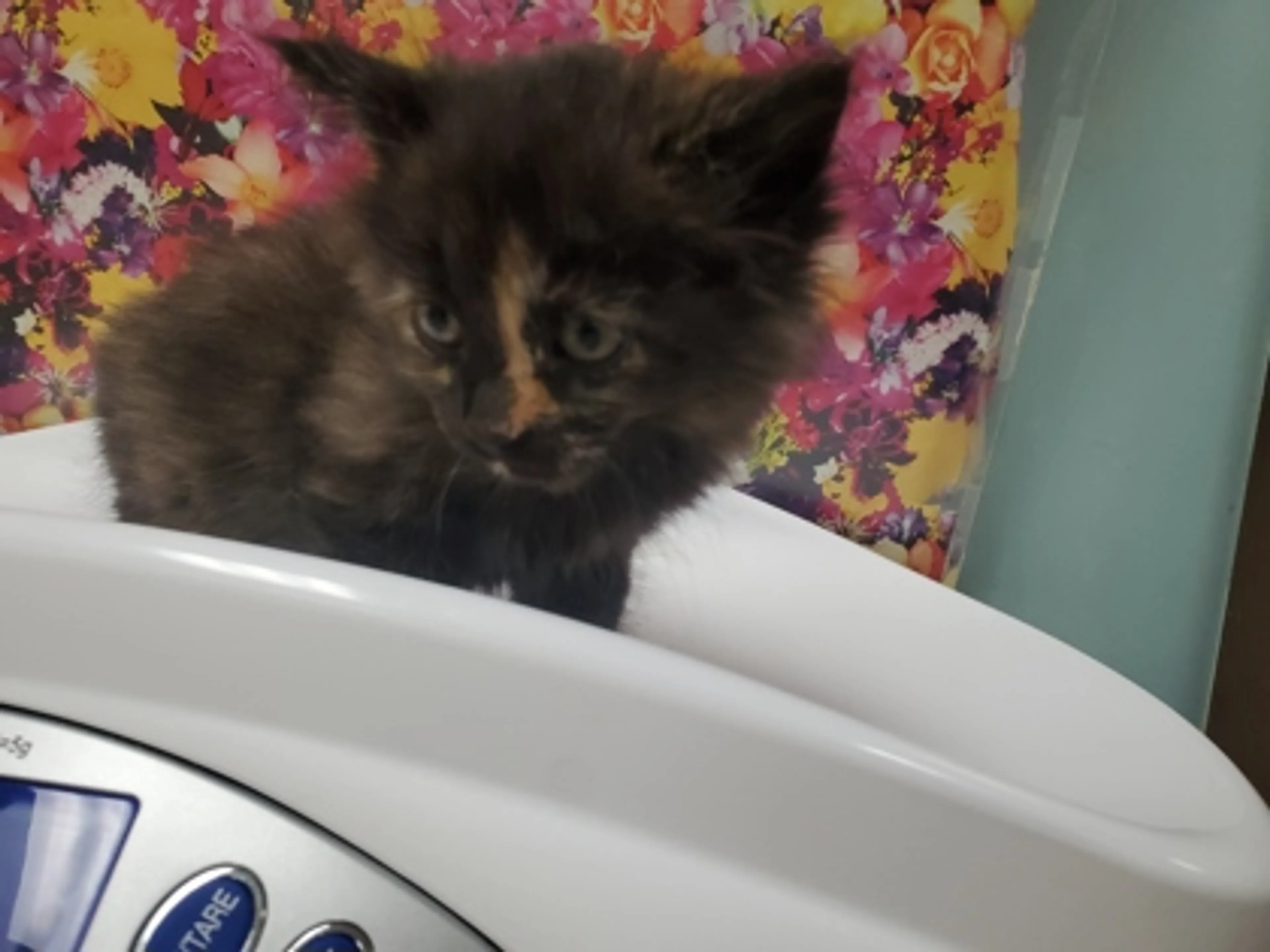 Found pet-1