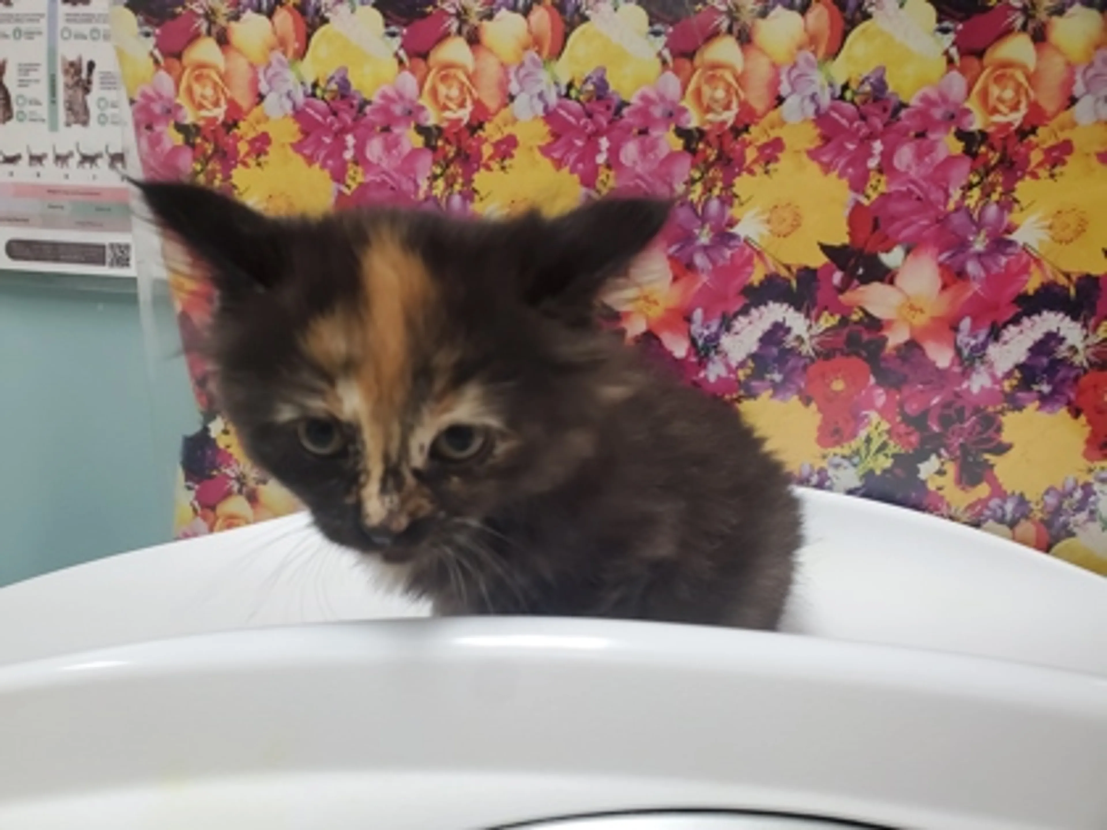 Found pet-1