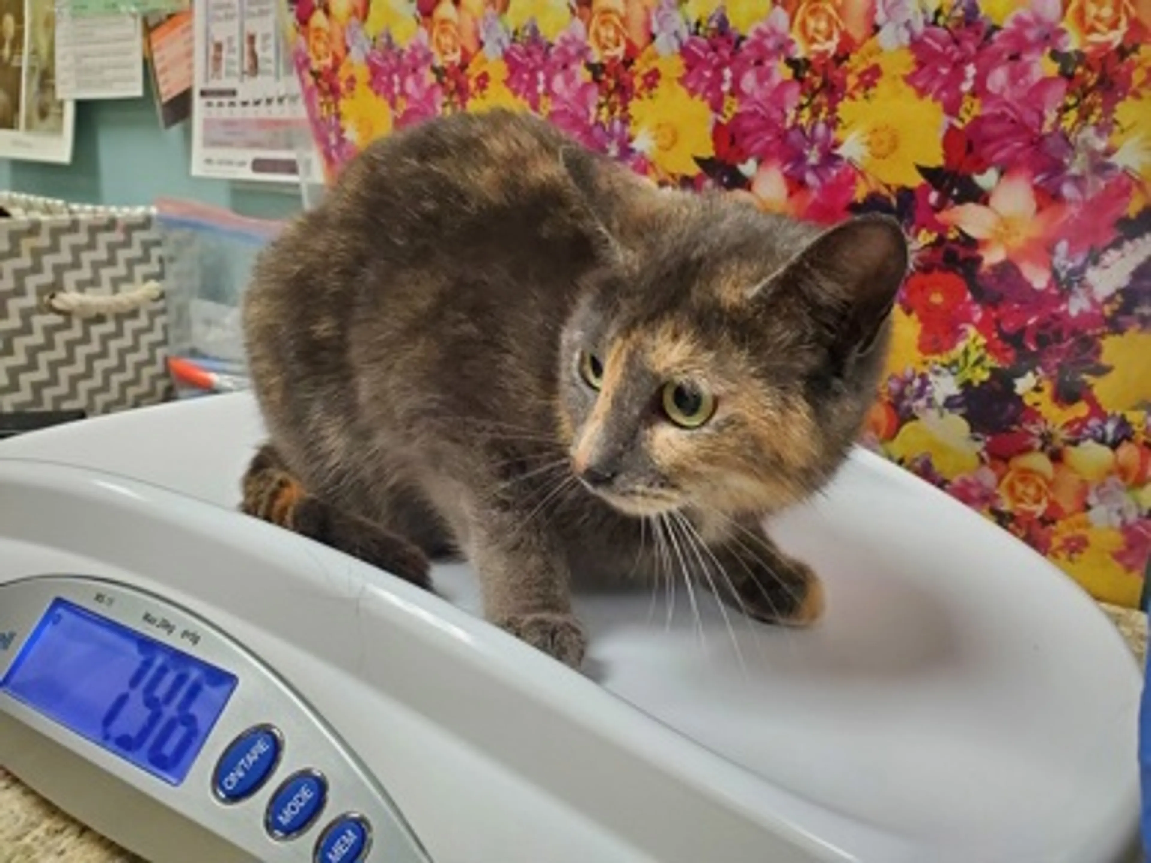 Found pet-1
