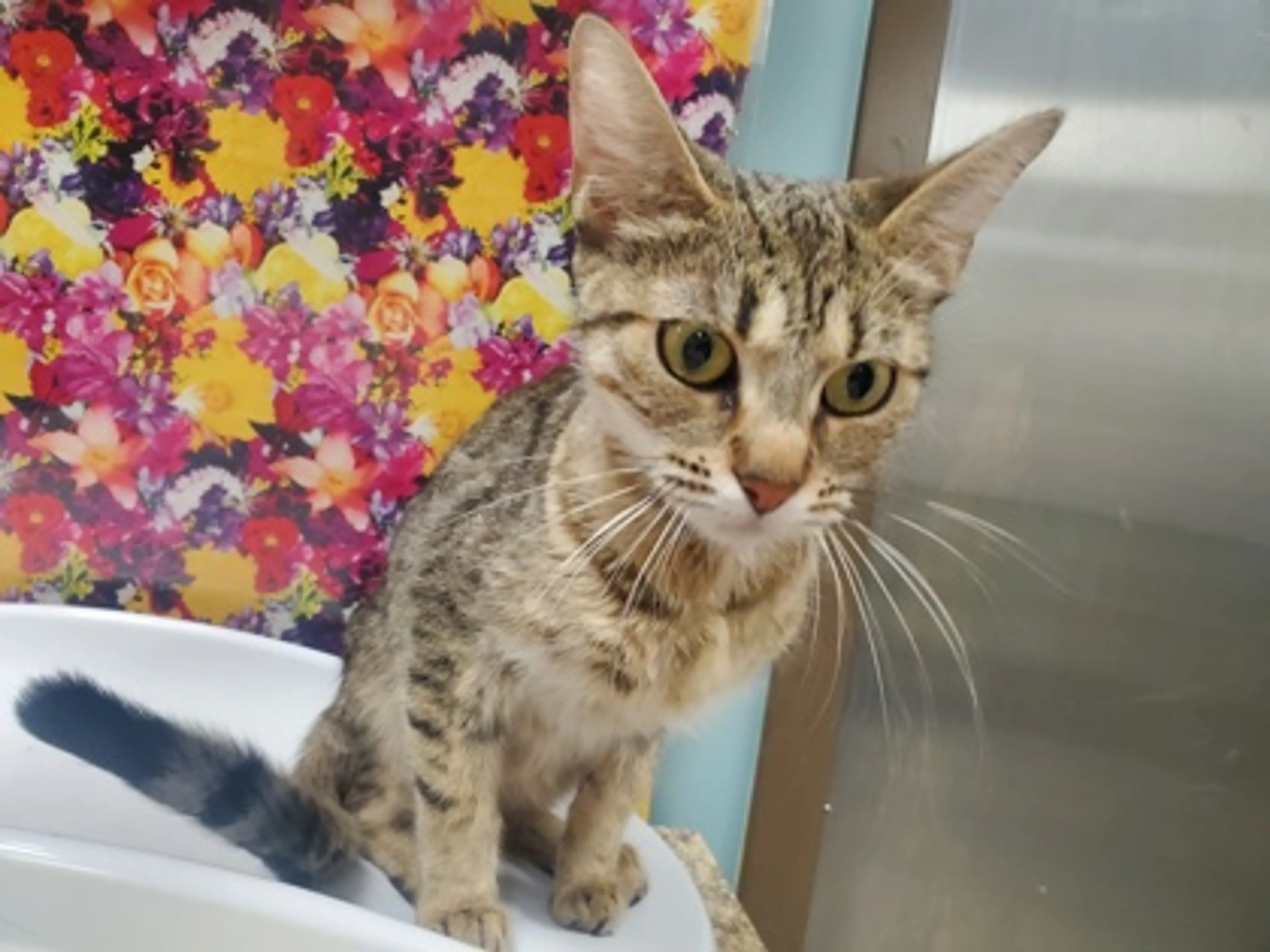 Found pet
