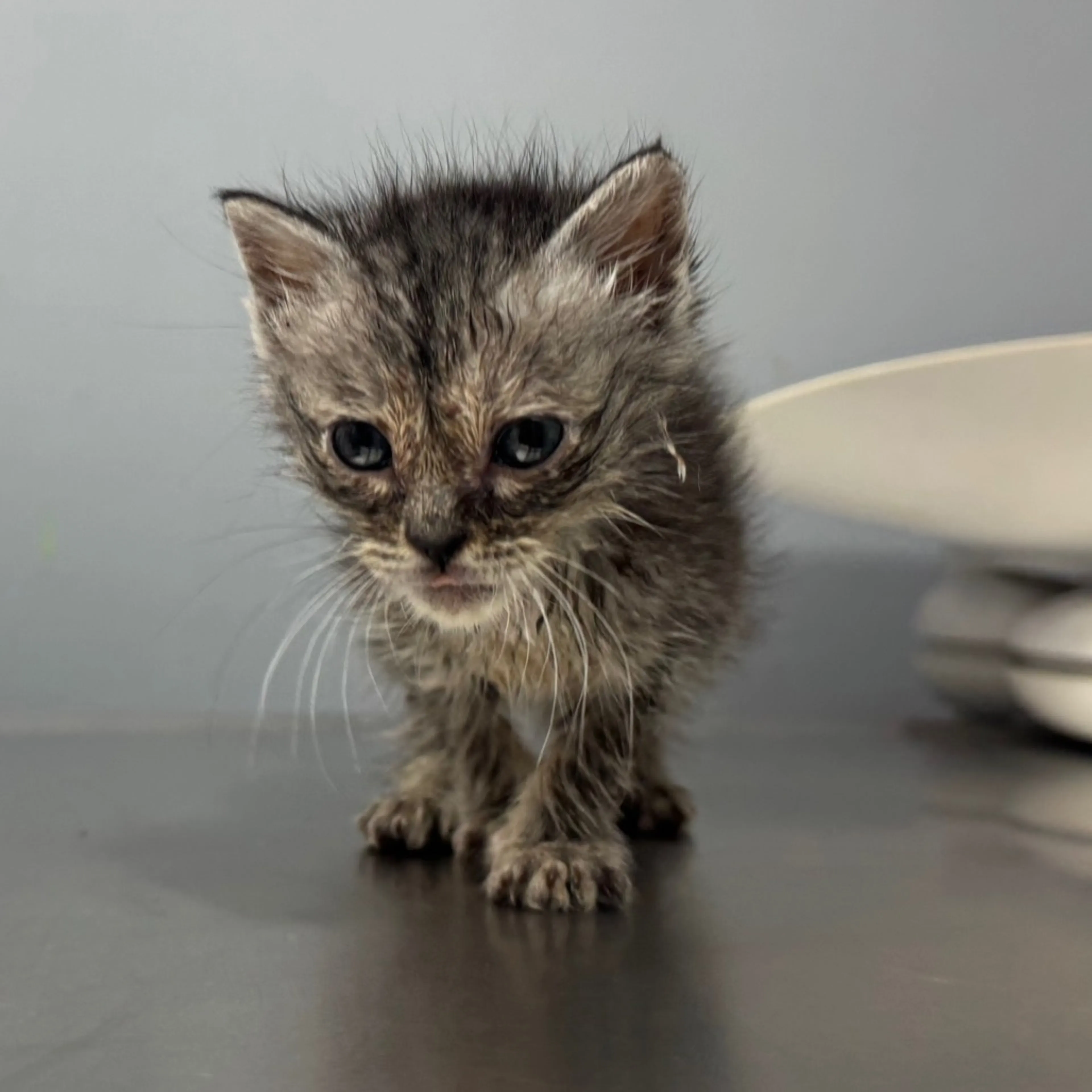 Found pet-2