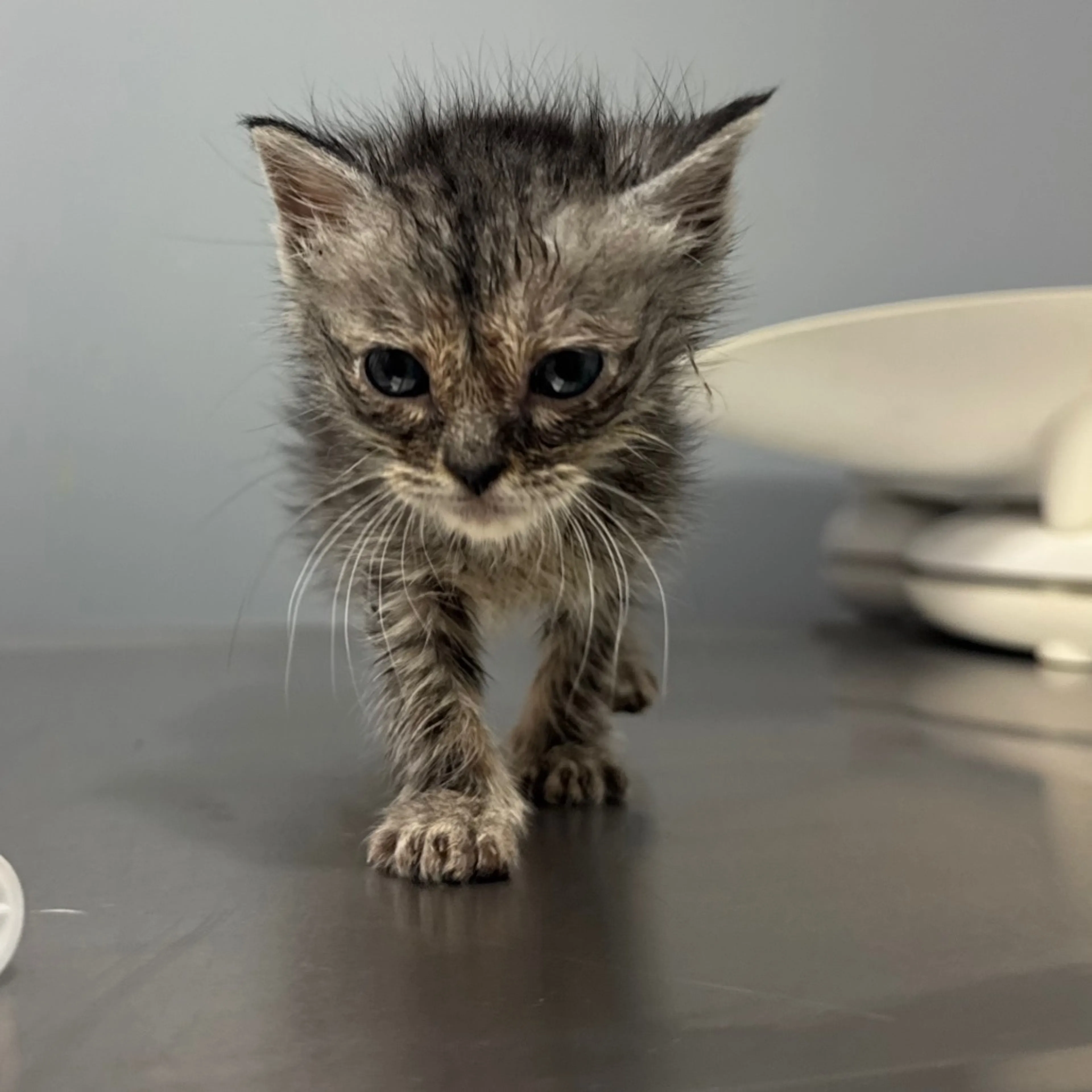 Found pet-0