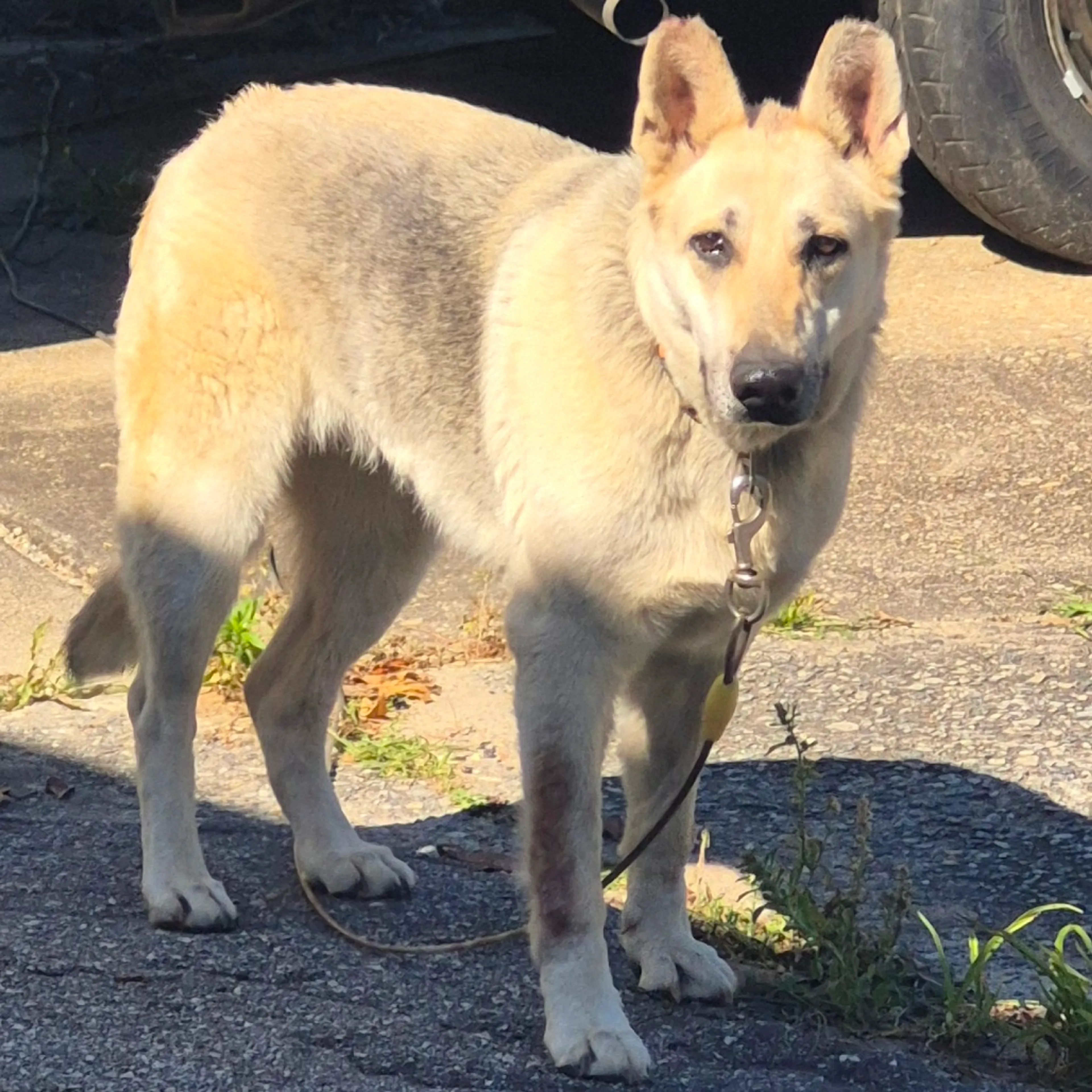 Found pet