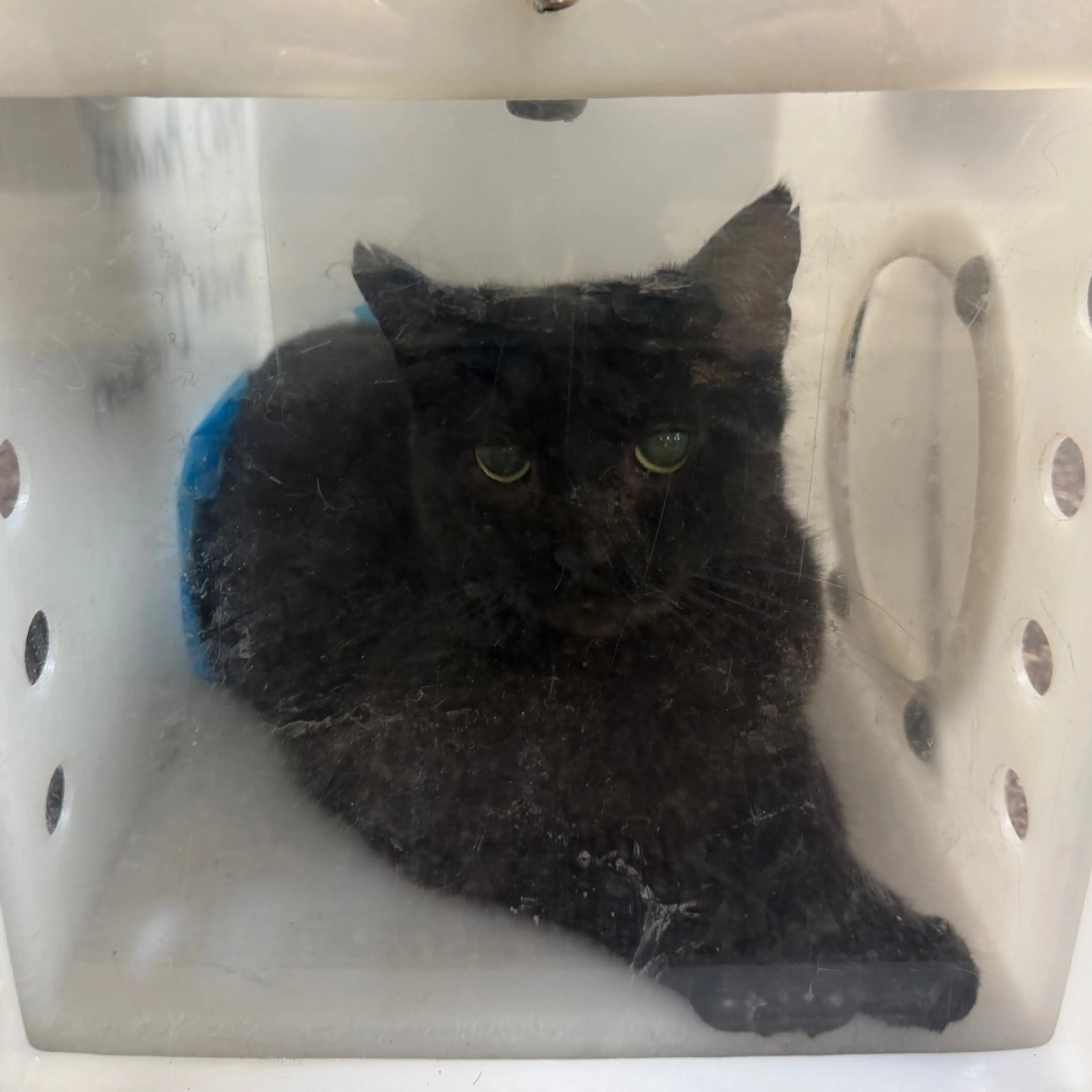 Found pet