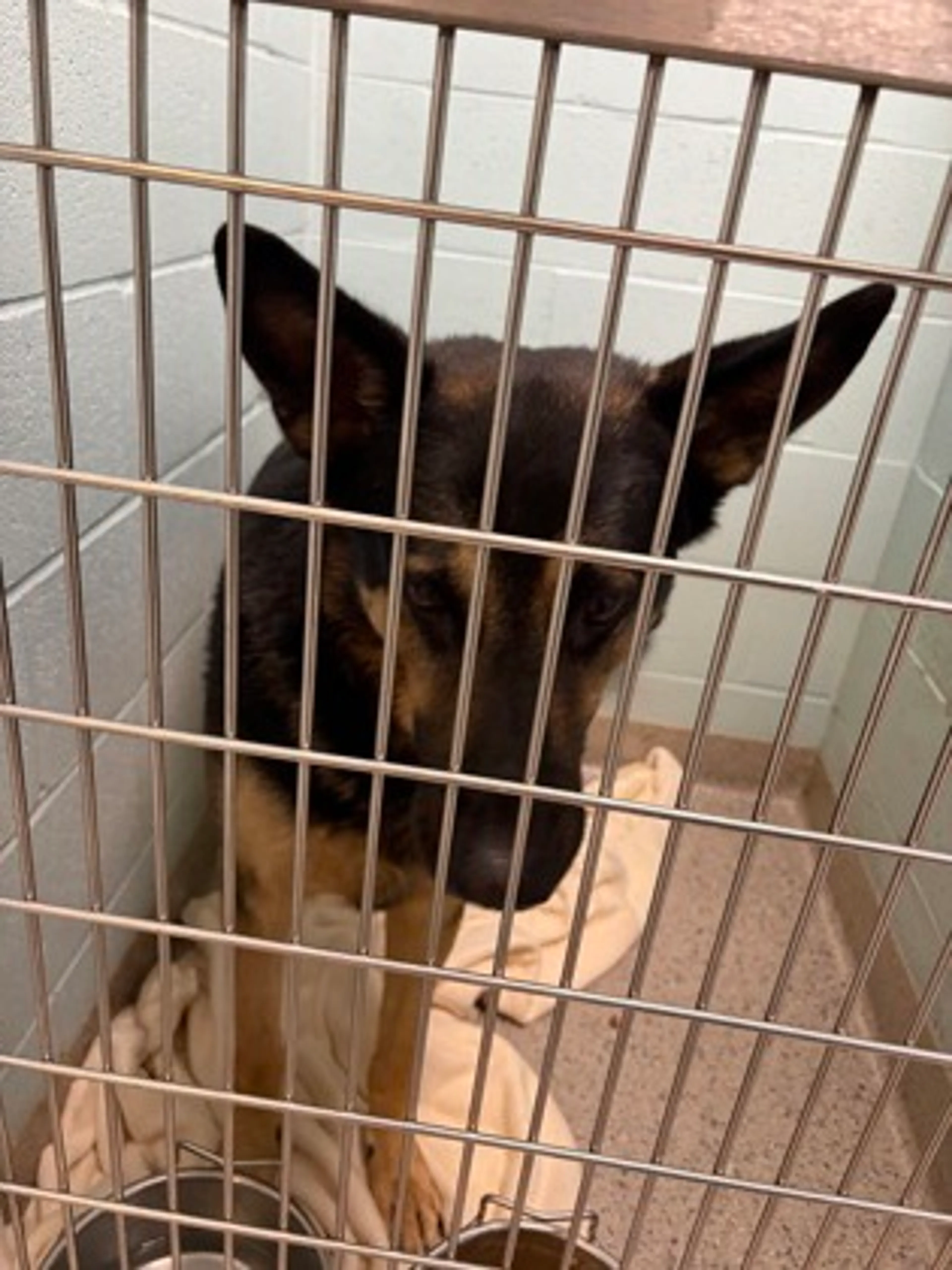 Found pet-1