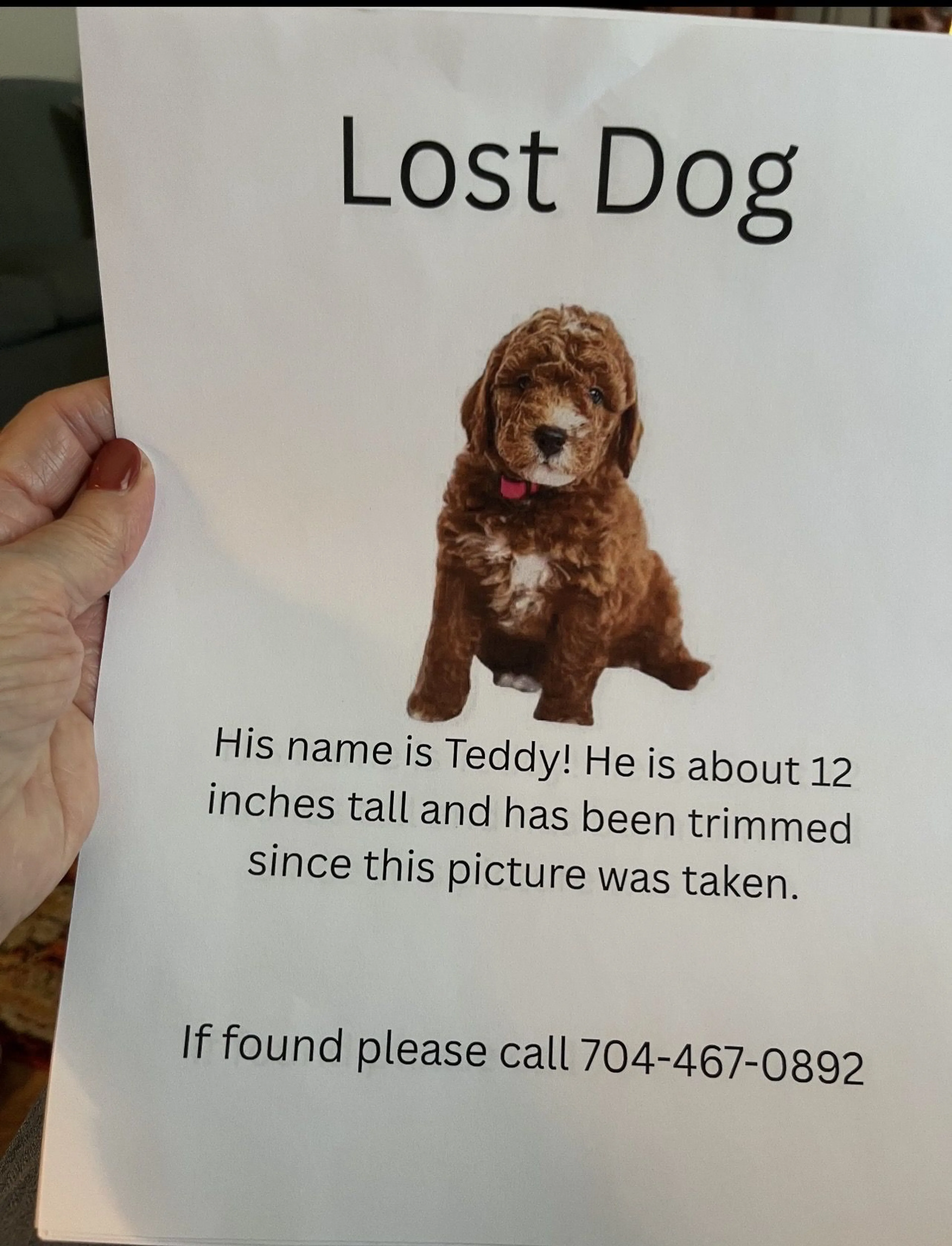Lost pet