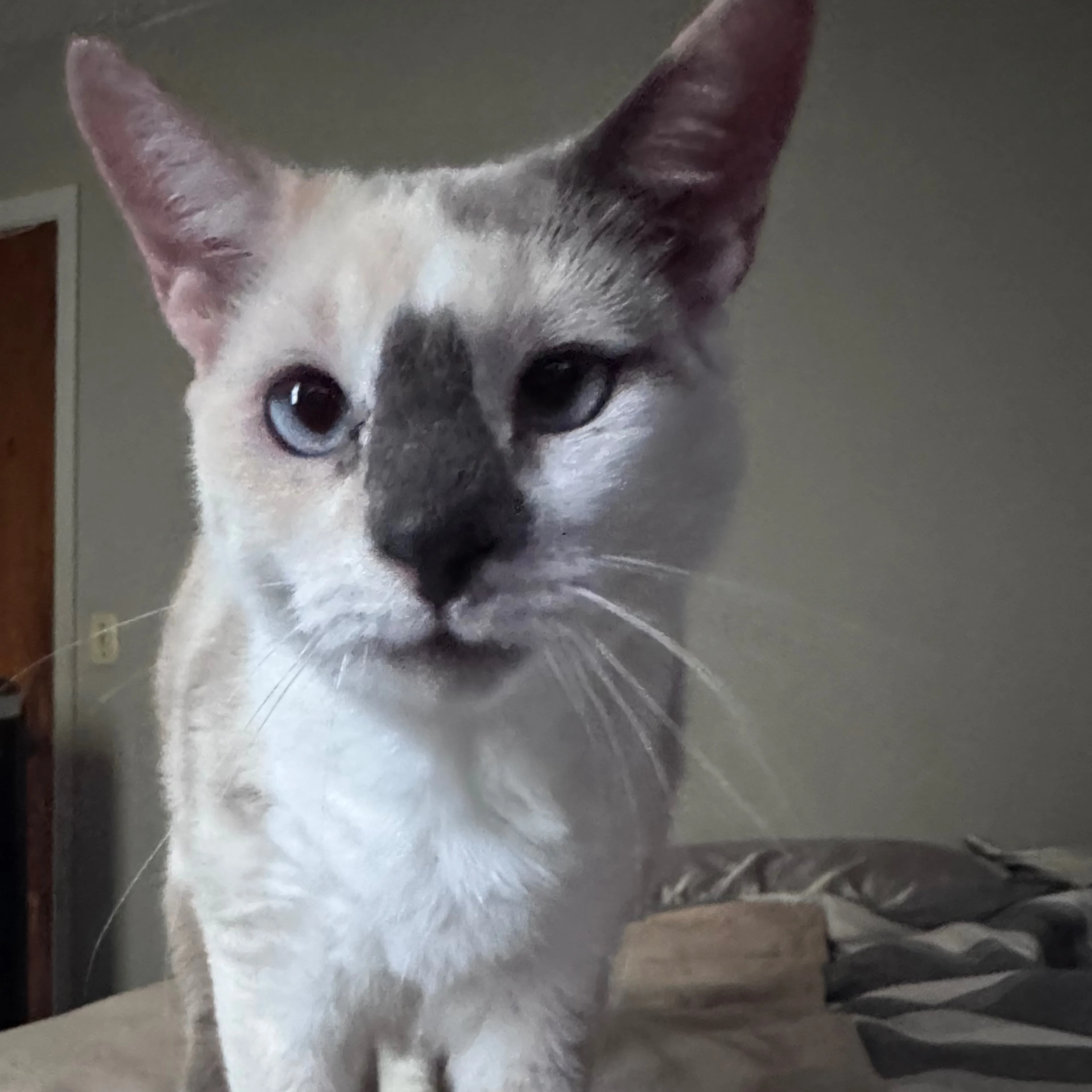 Lost pet-1
