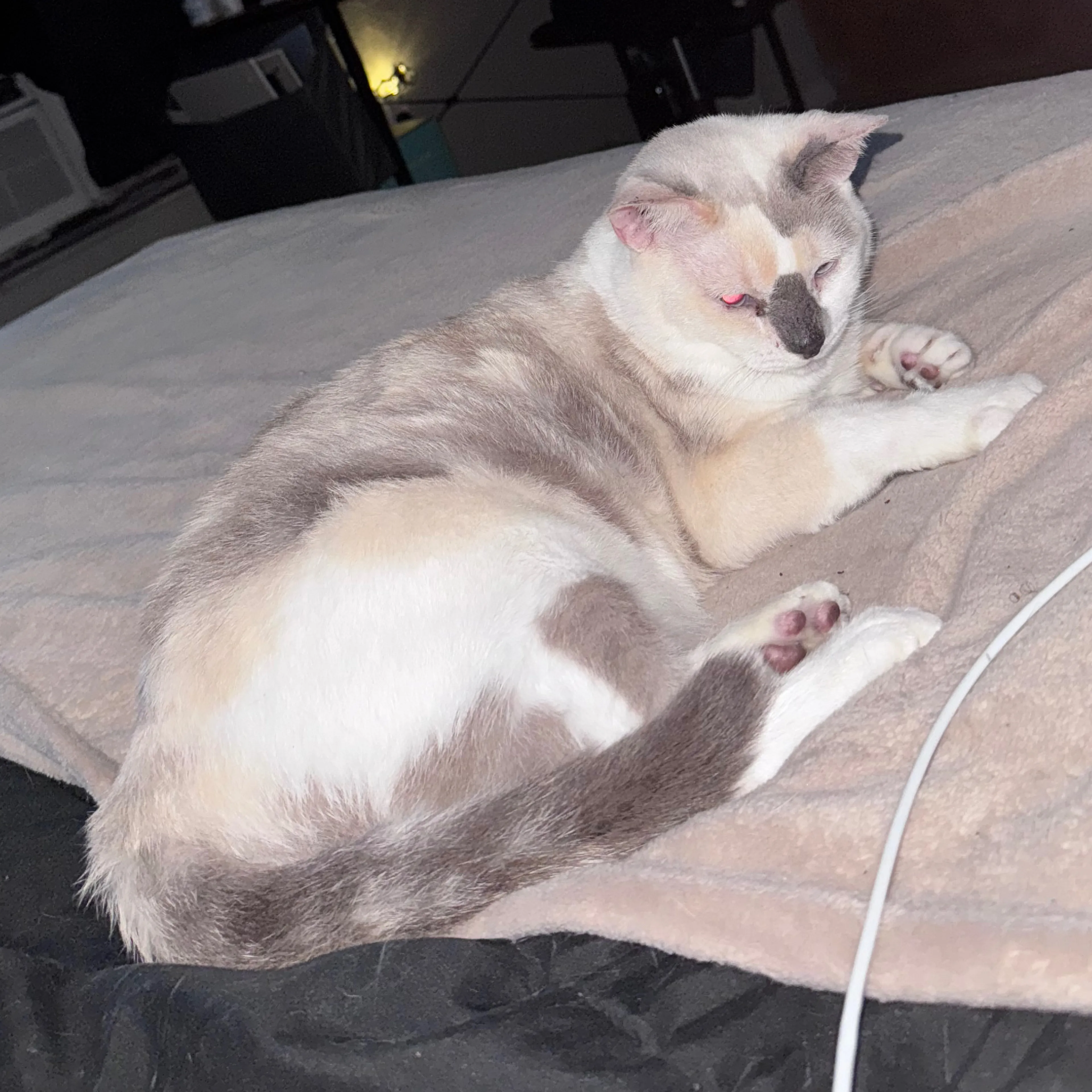 Lost pet-2