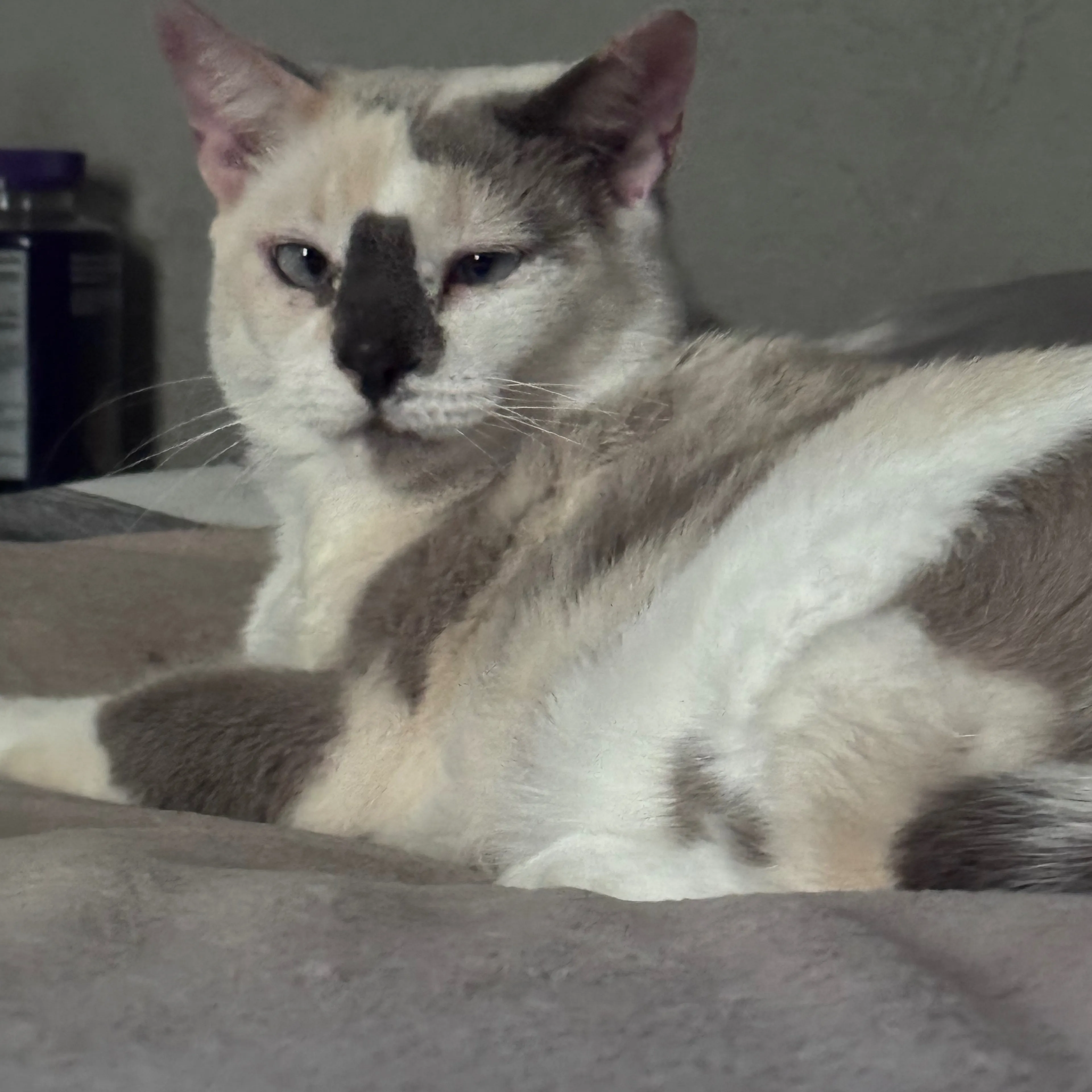 Lost pet-3