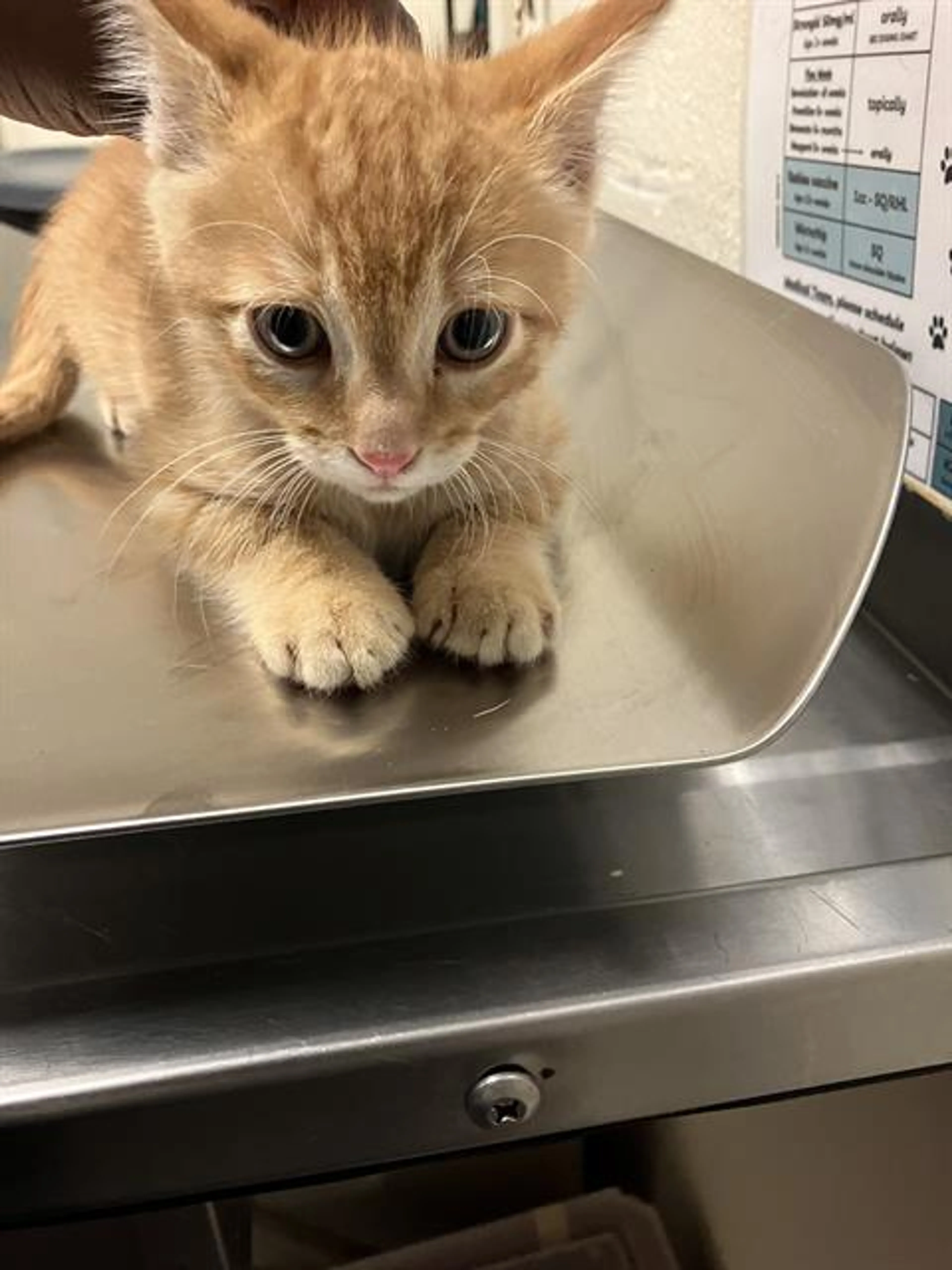 Found pet