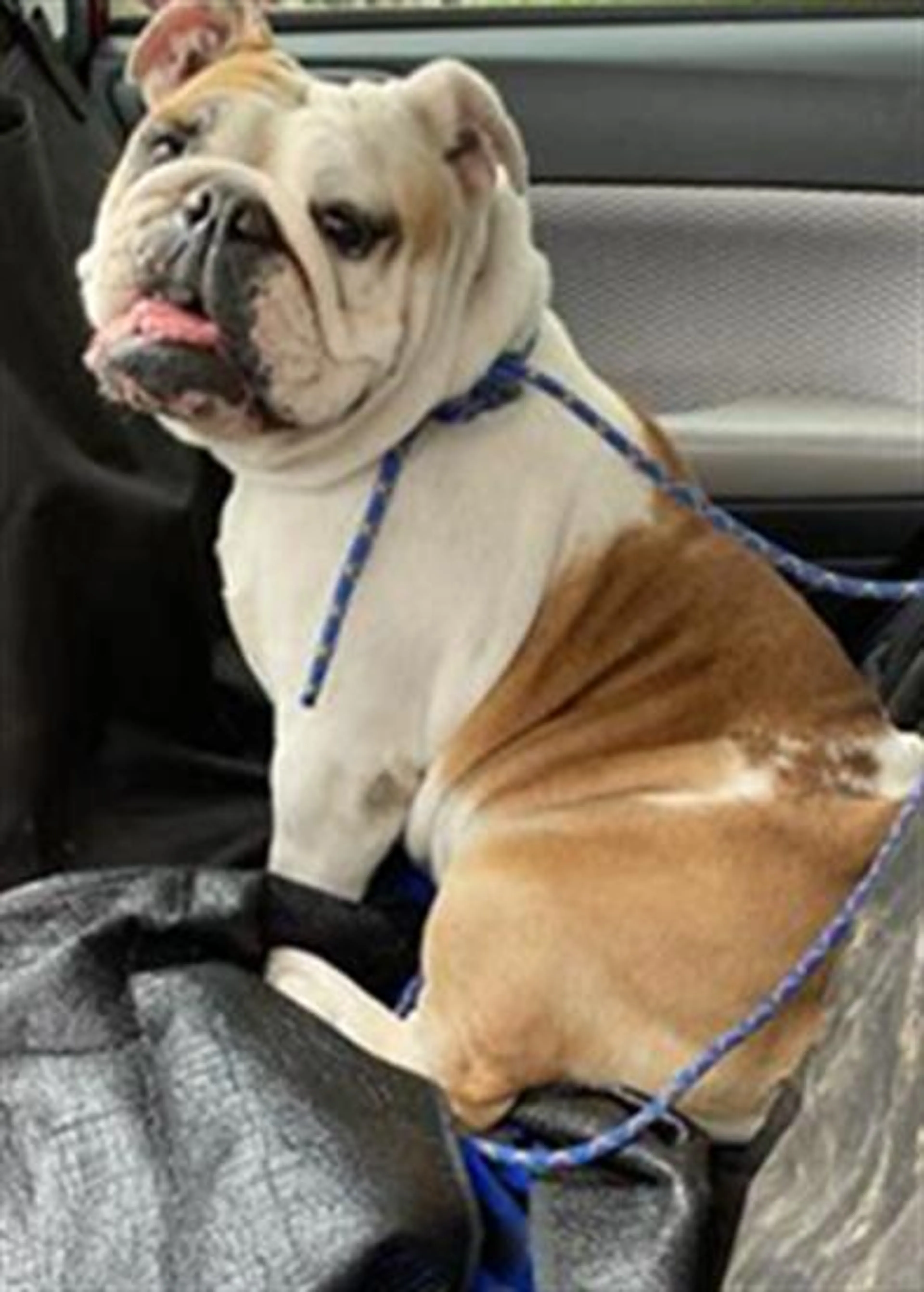 Found pet