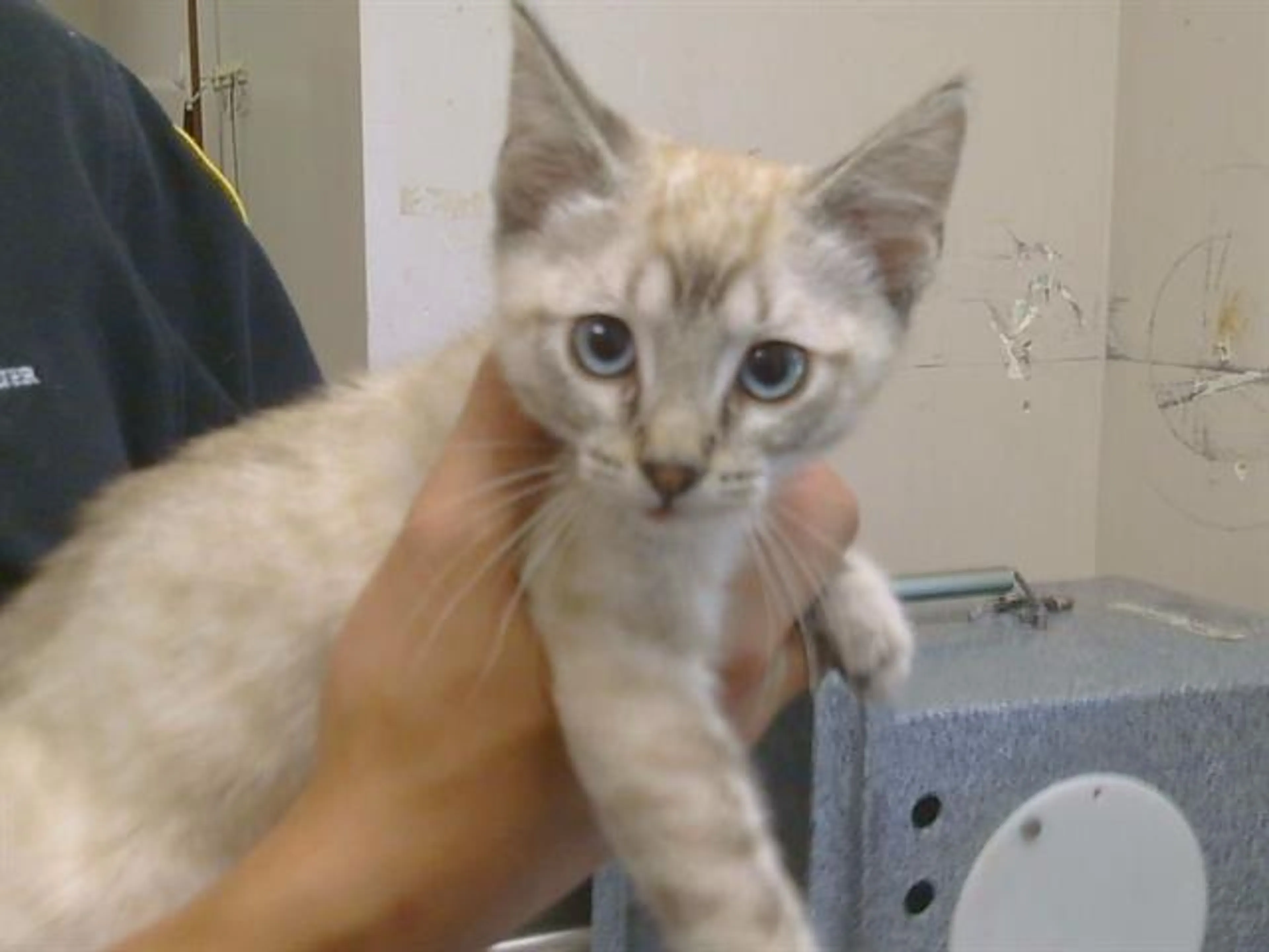 Found pet