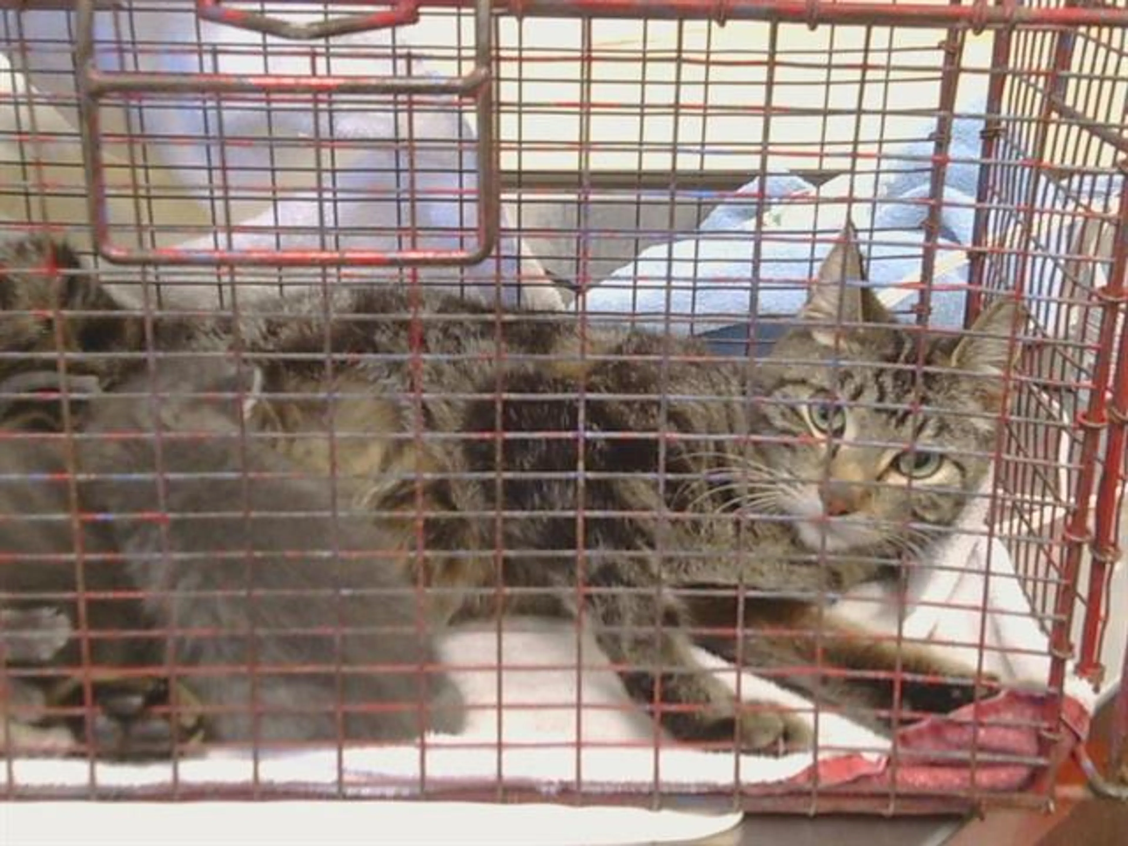Found pet