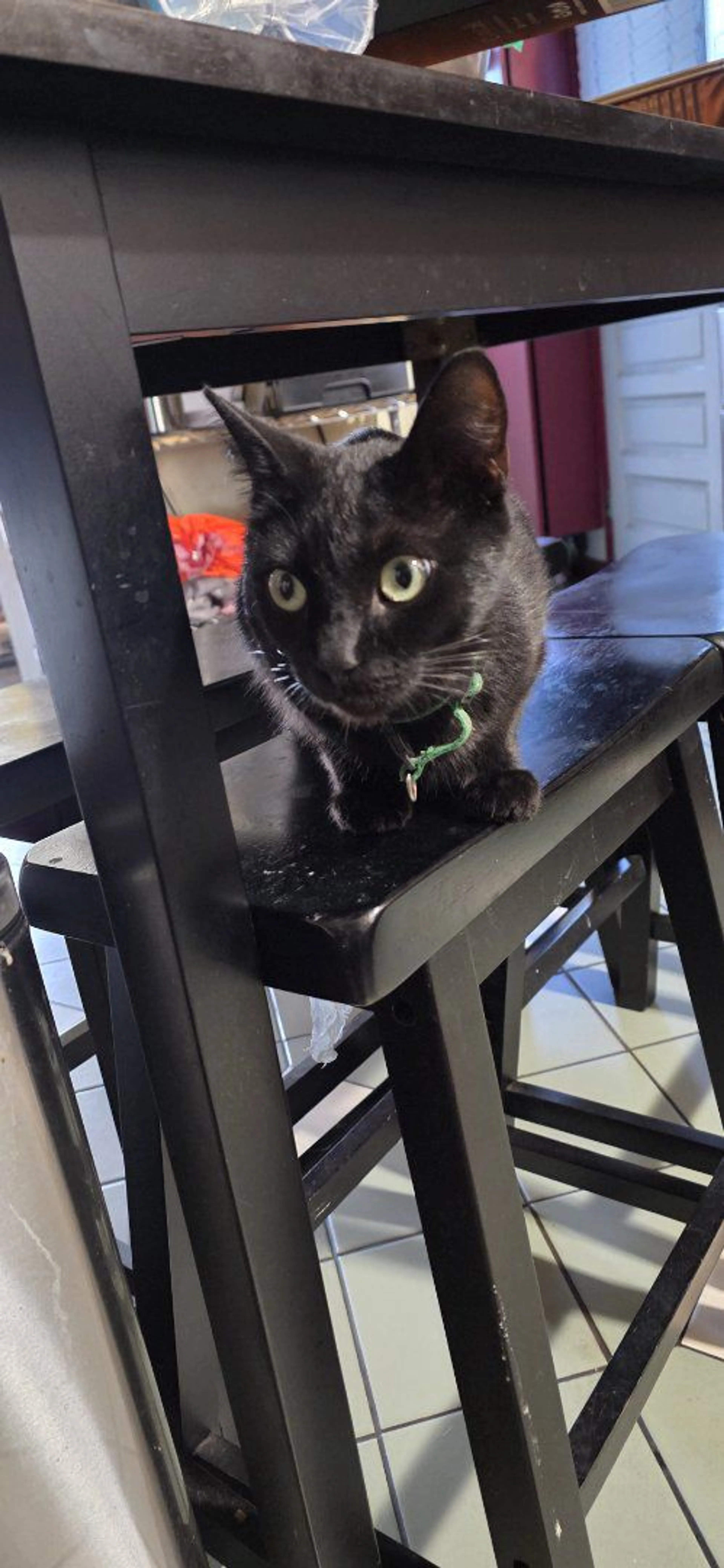 Lost pet-1
