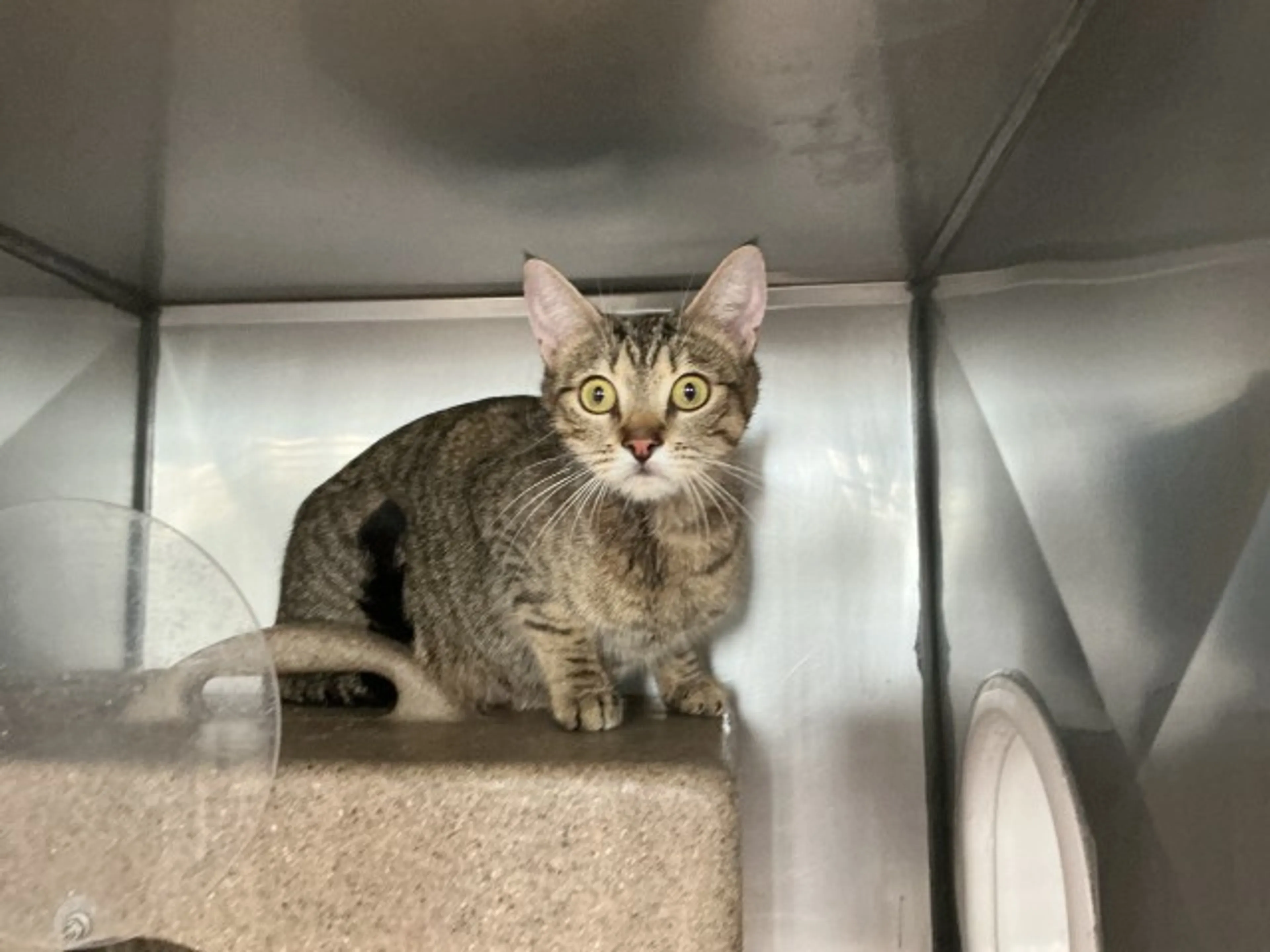 Found pet
