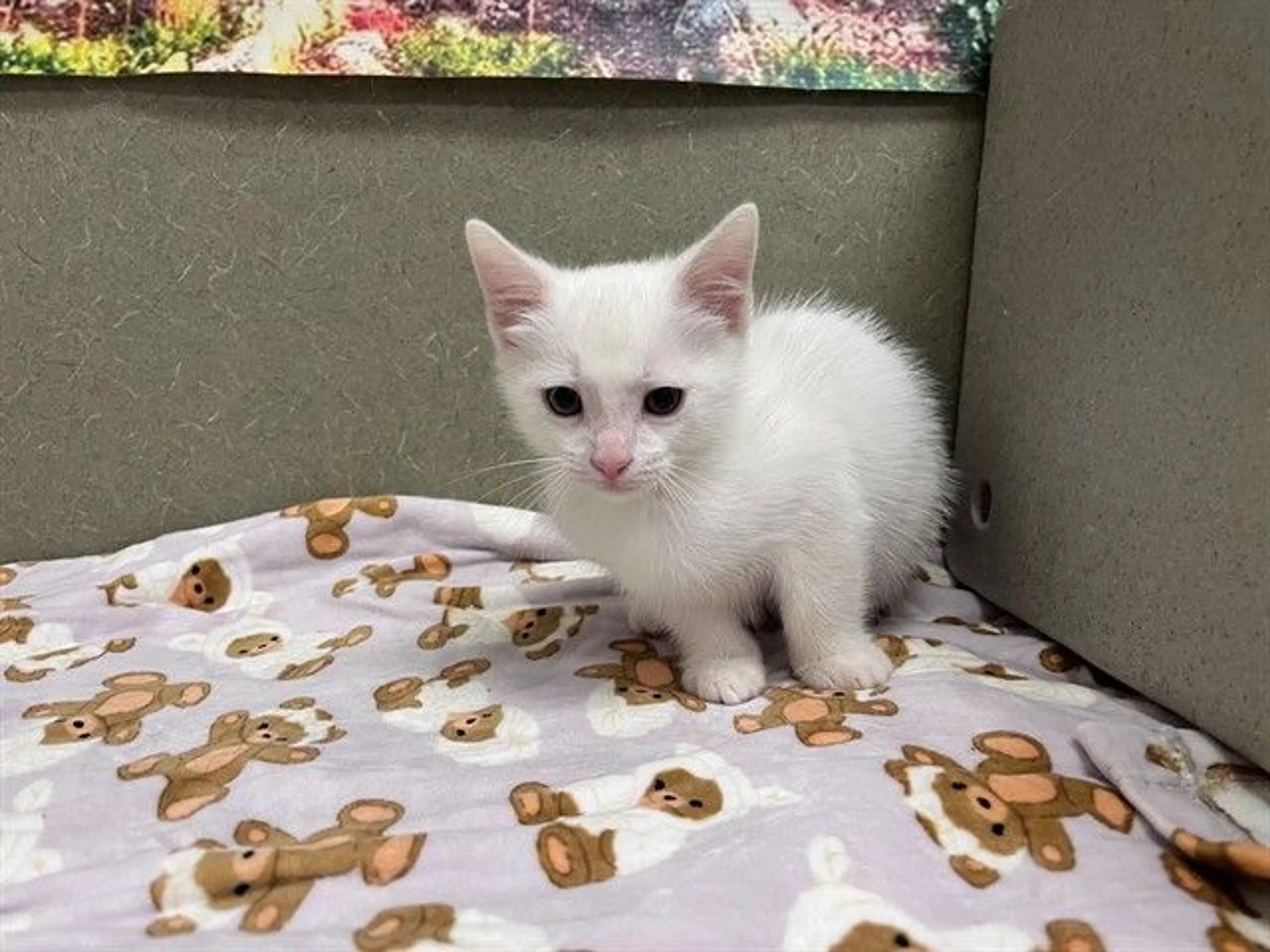 Found pet