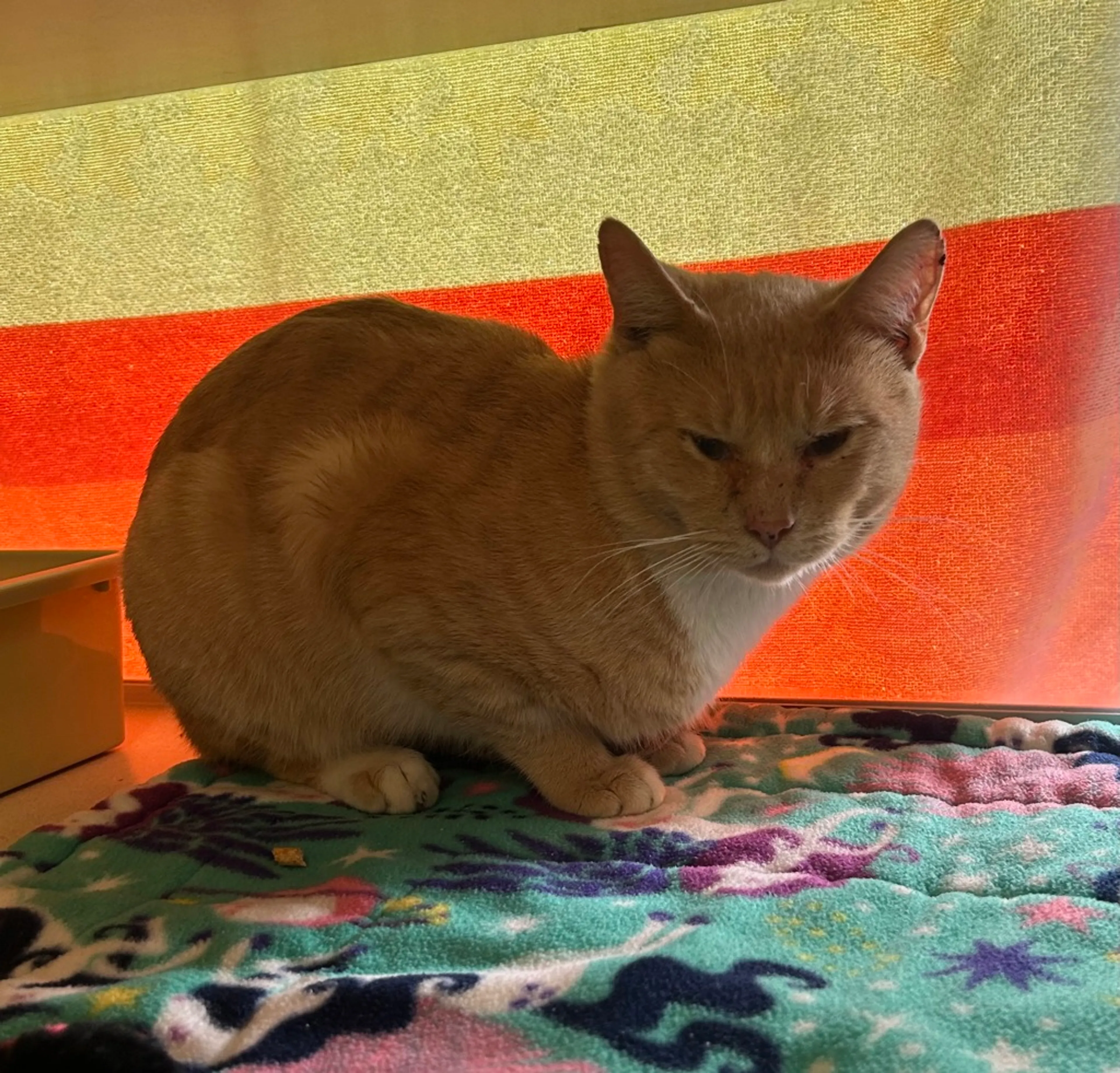 Found pet