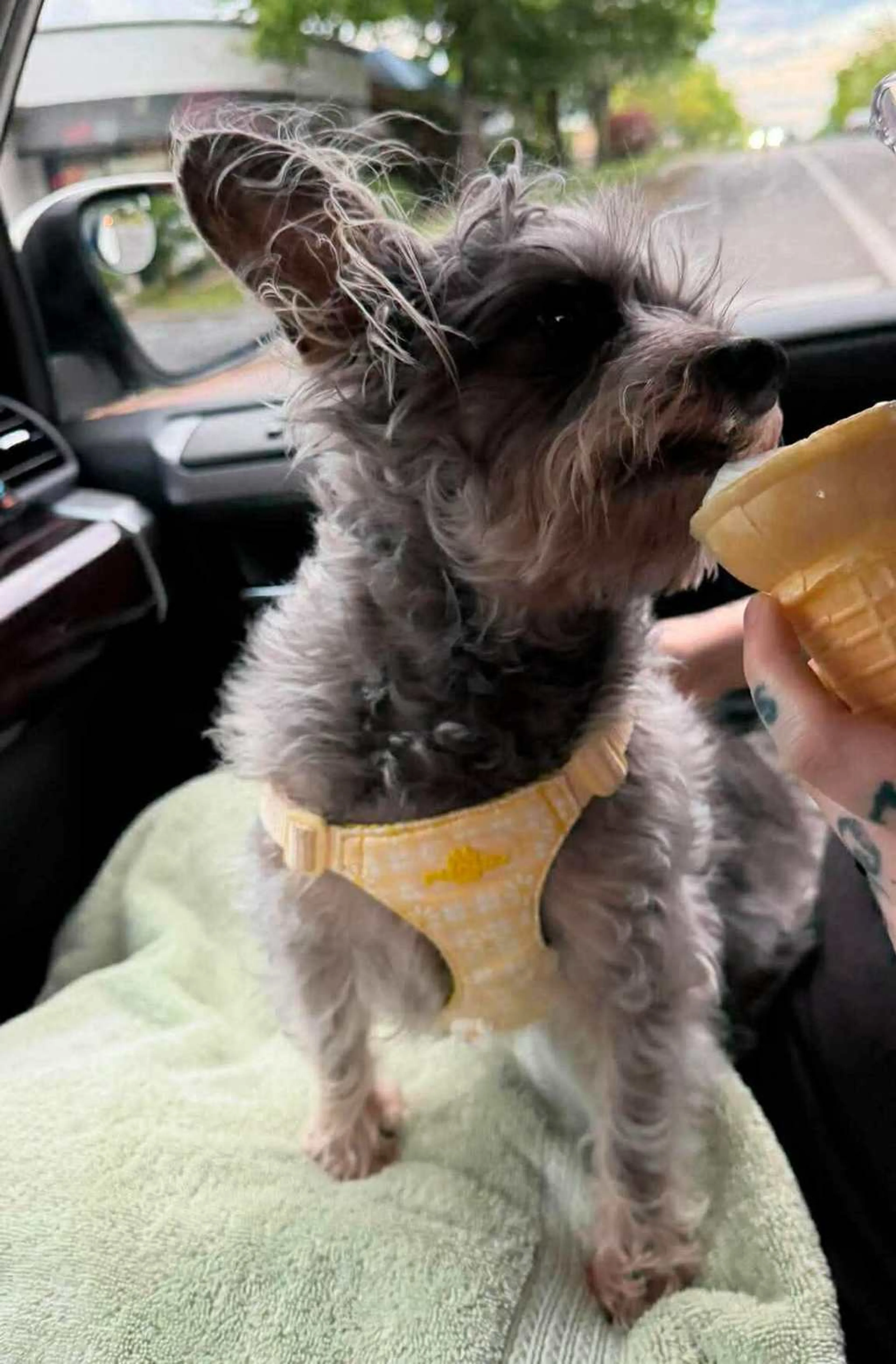 Found pet-1