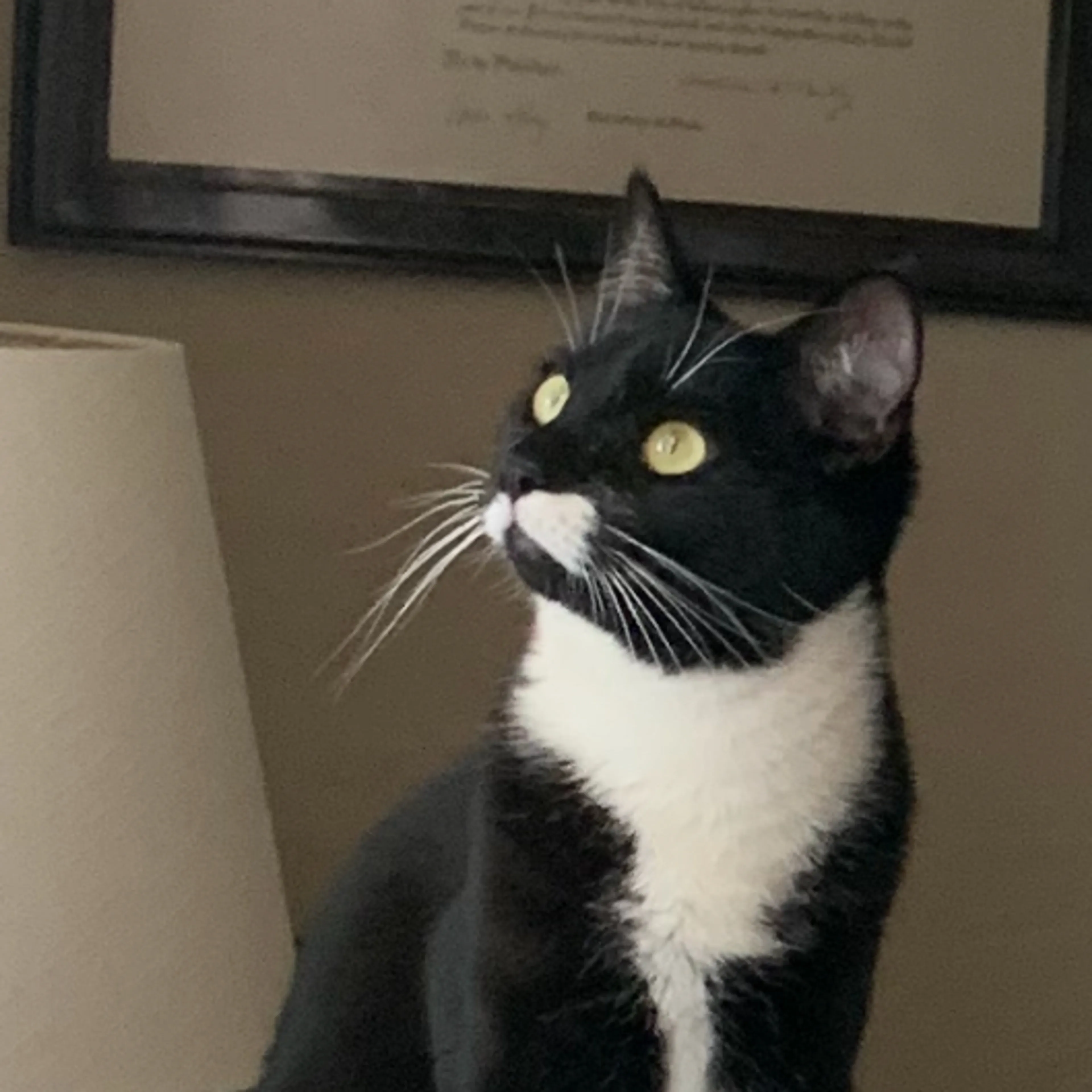 Lost pet-2