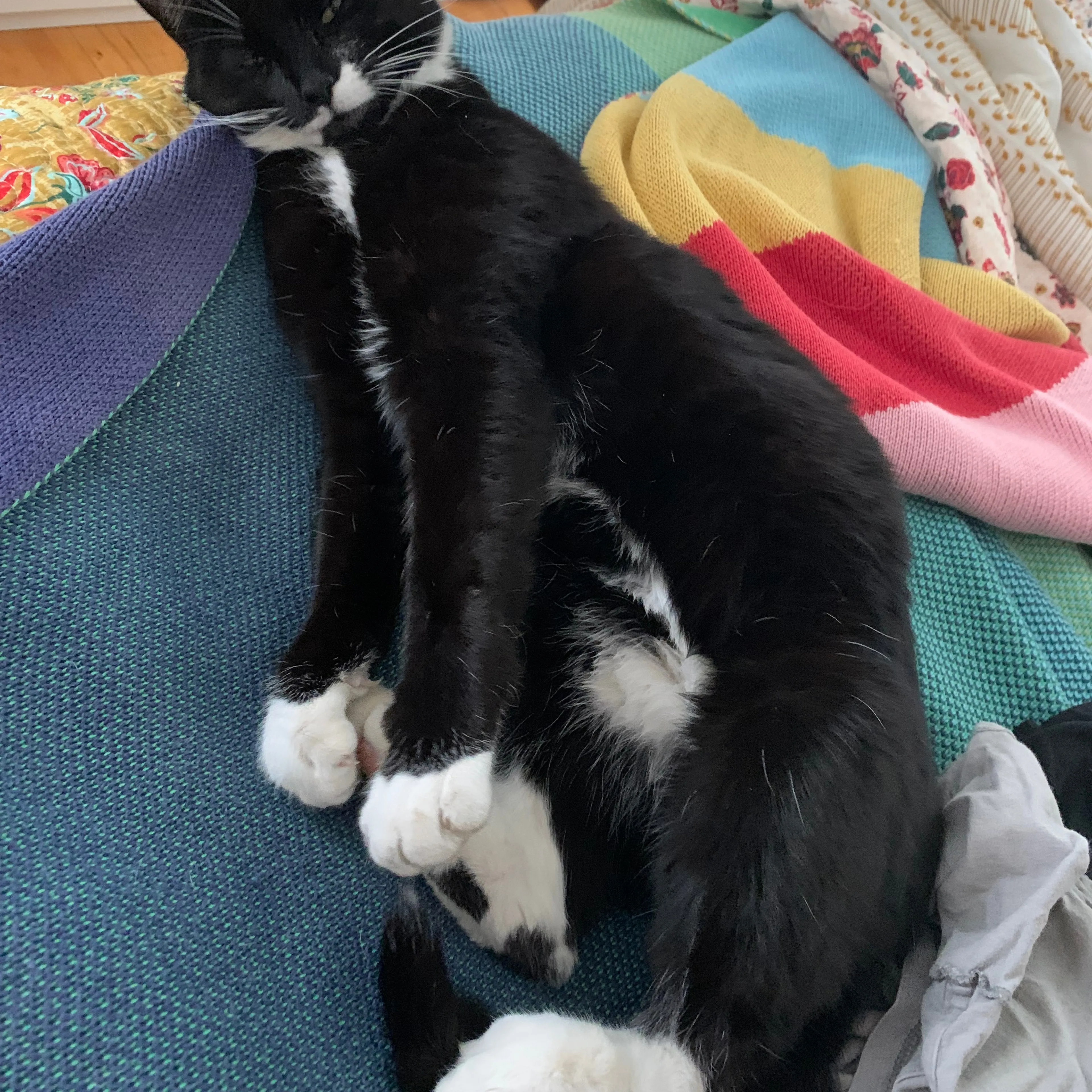 Lost pet-1