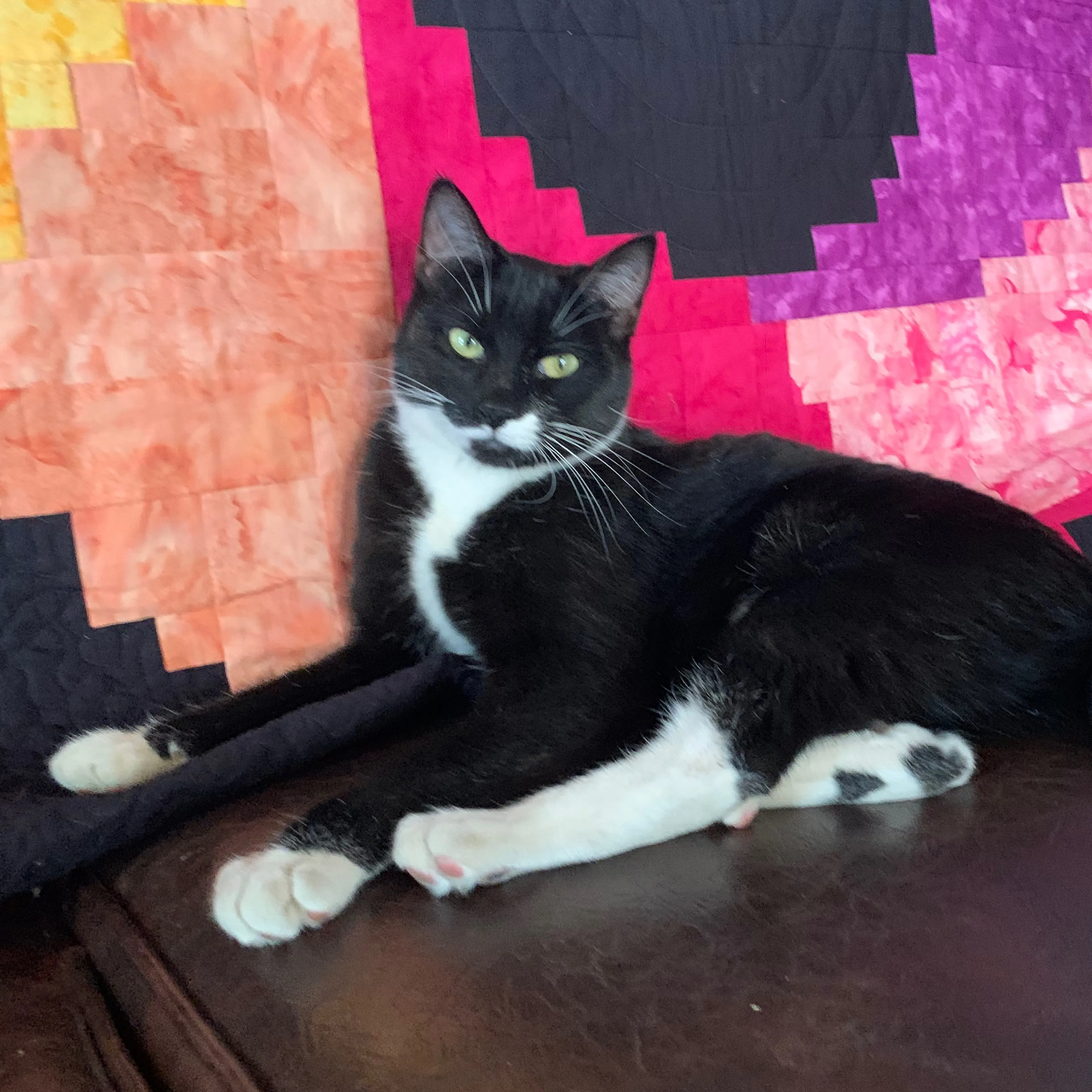 Lost pet-3