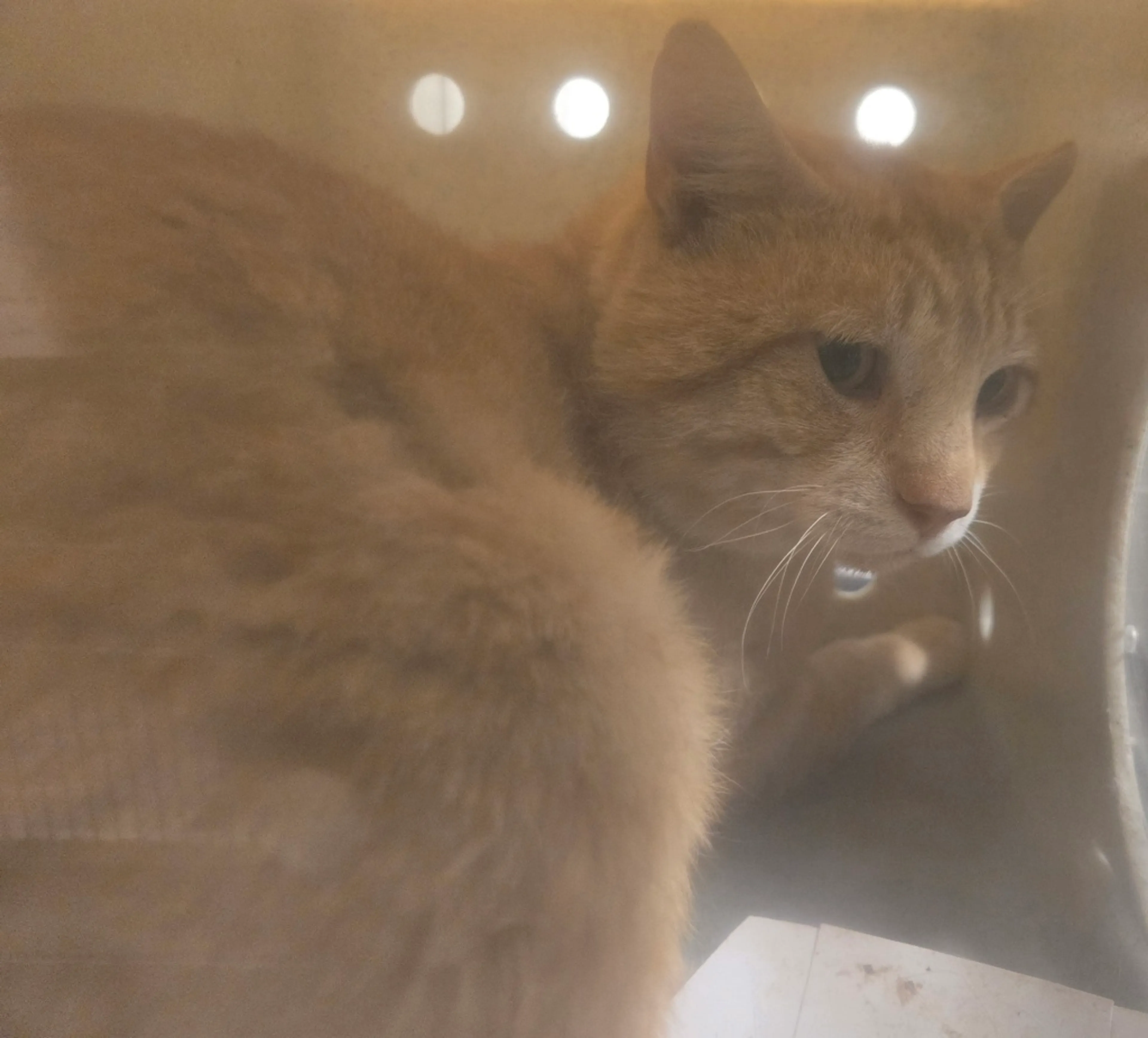 Found pet