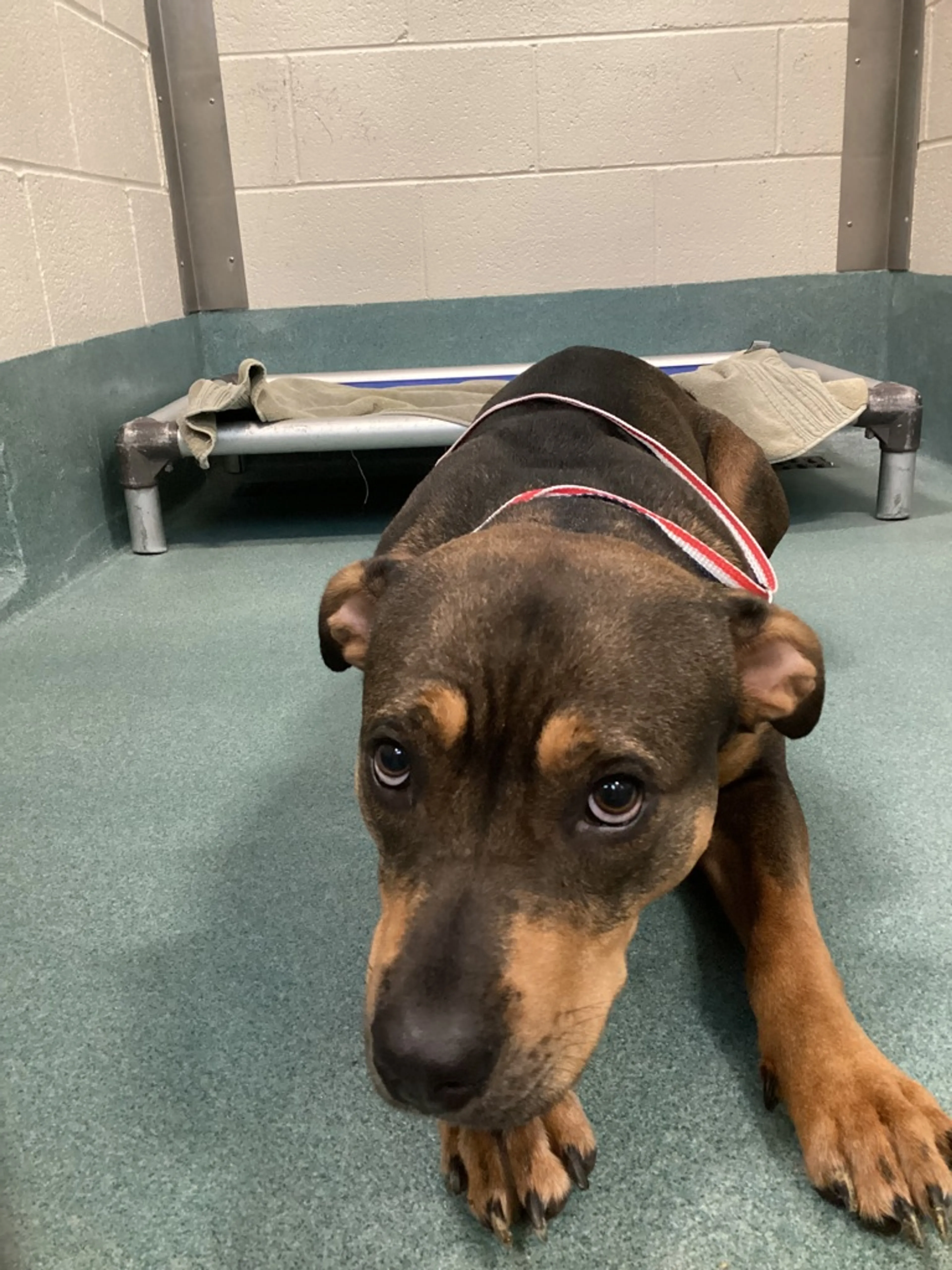 Found pet