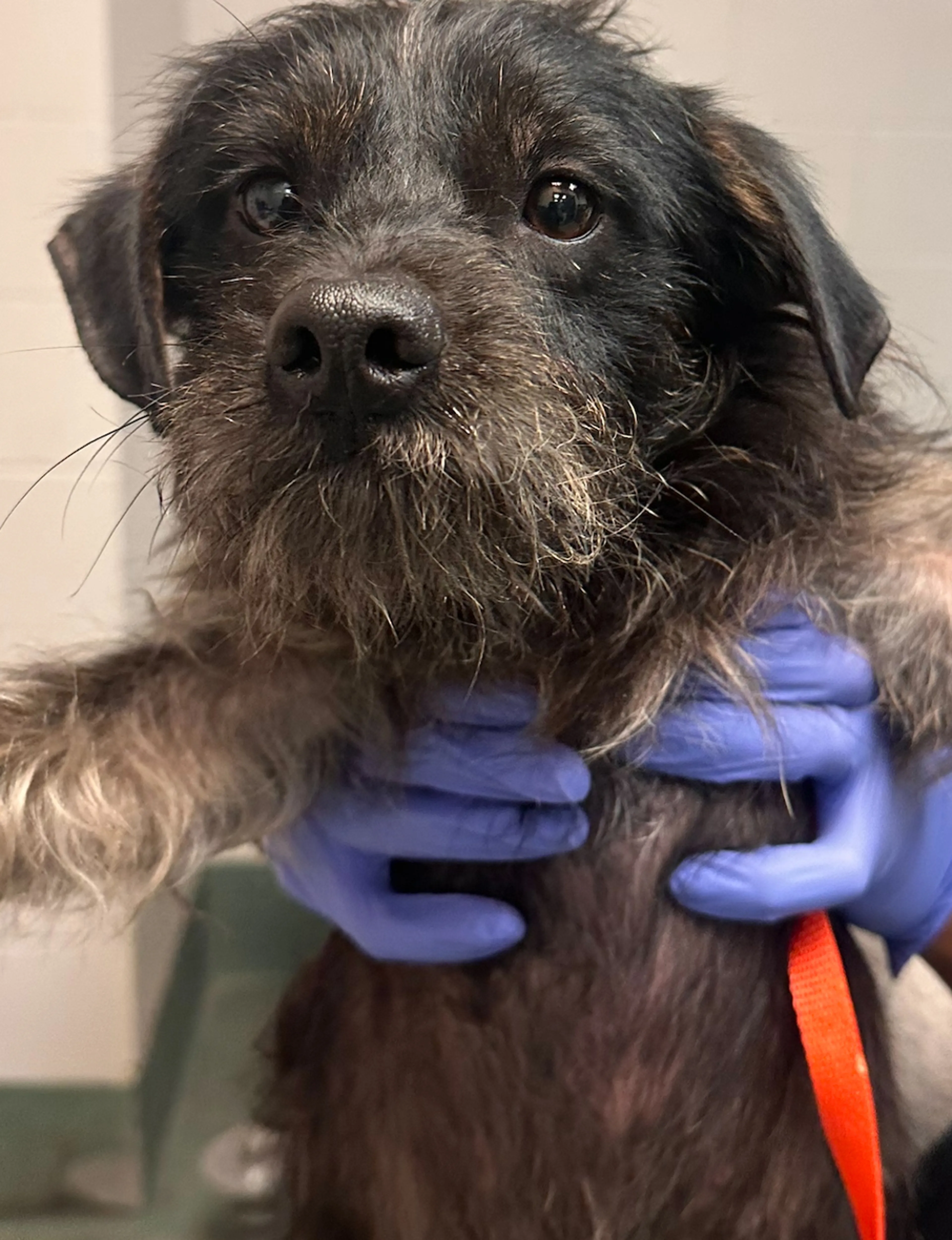 Found pet