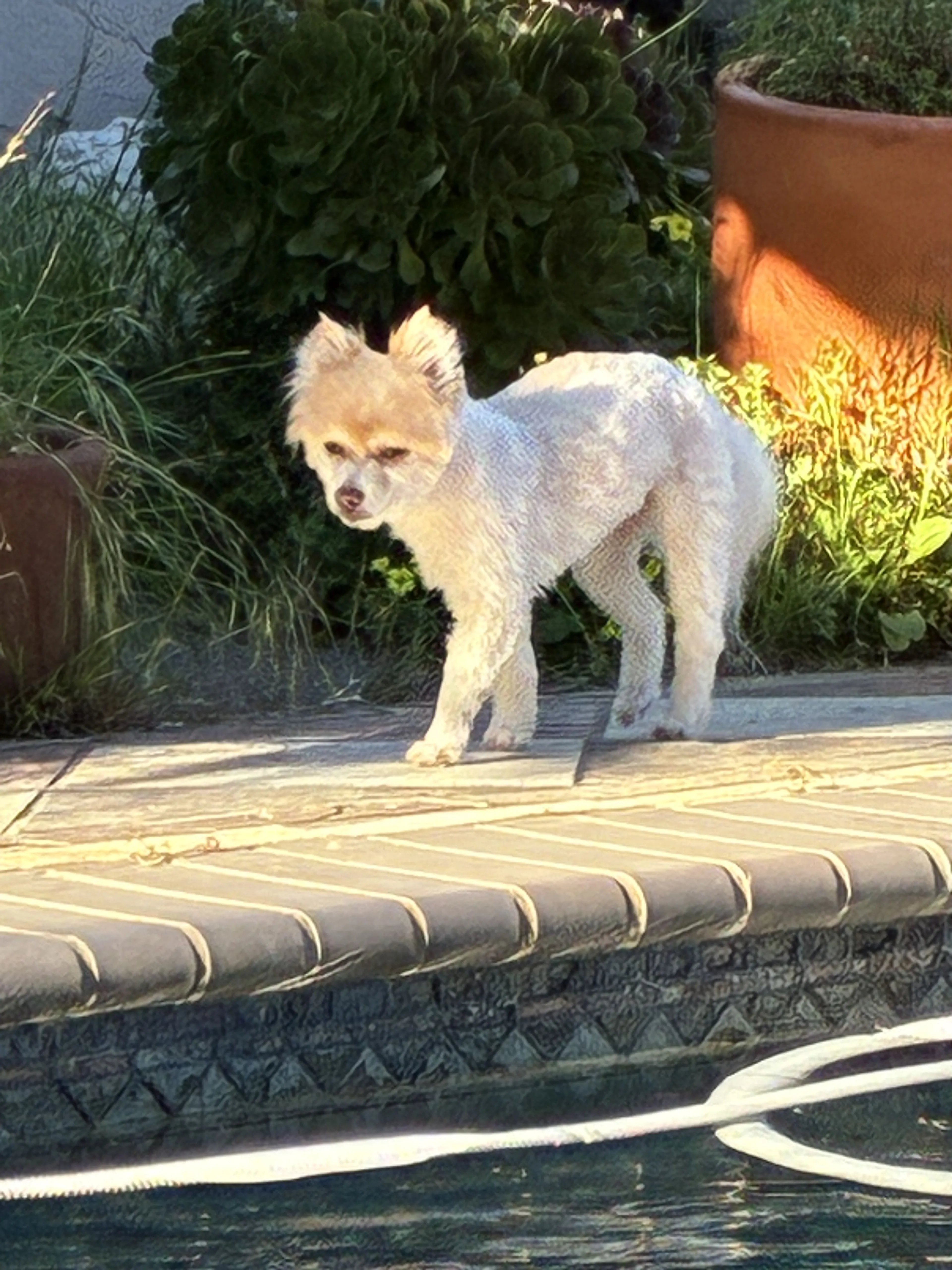 Lost pet-1