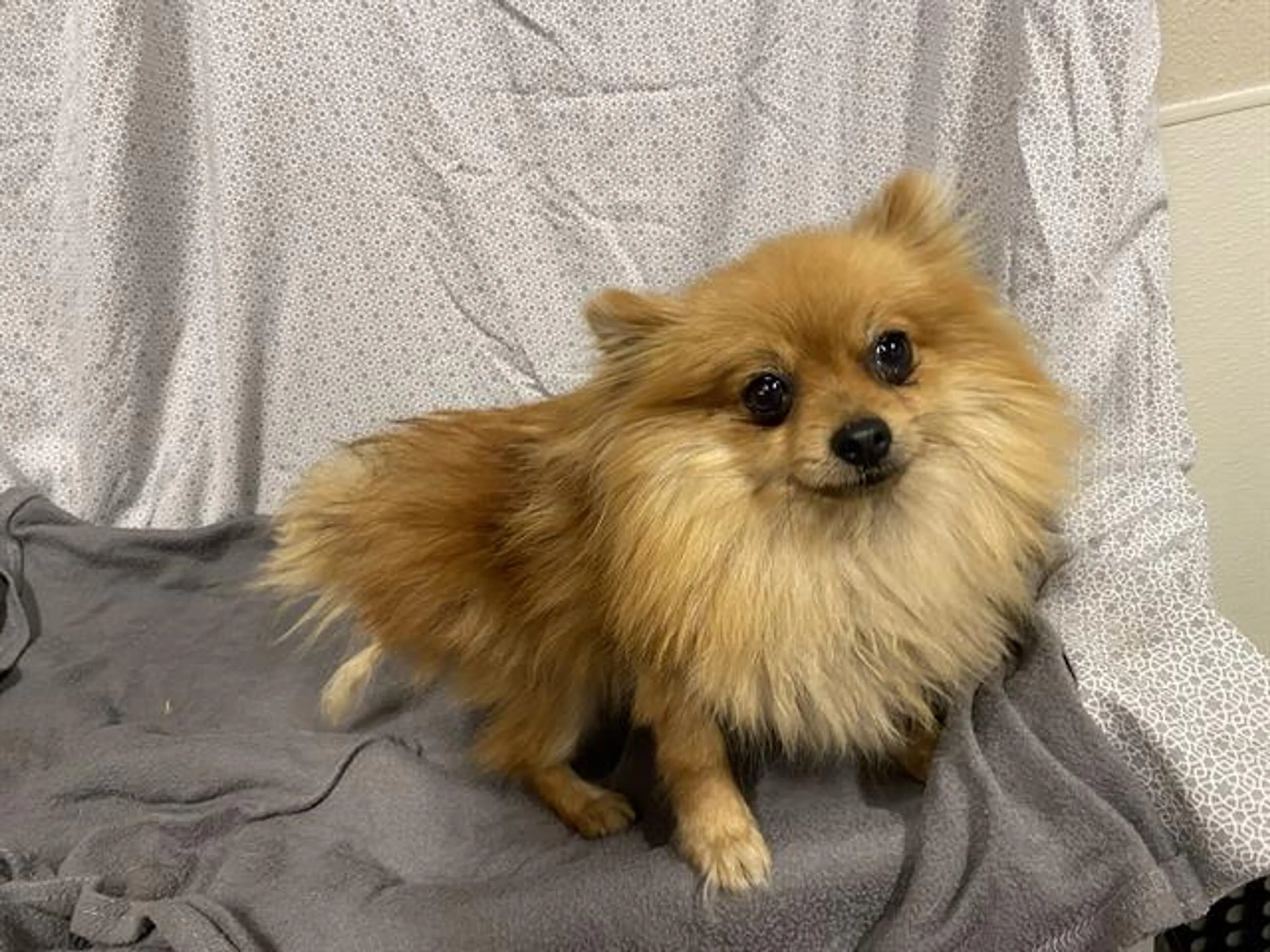 Found pet
