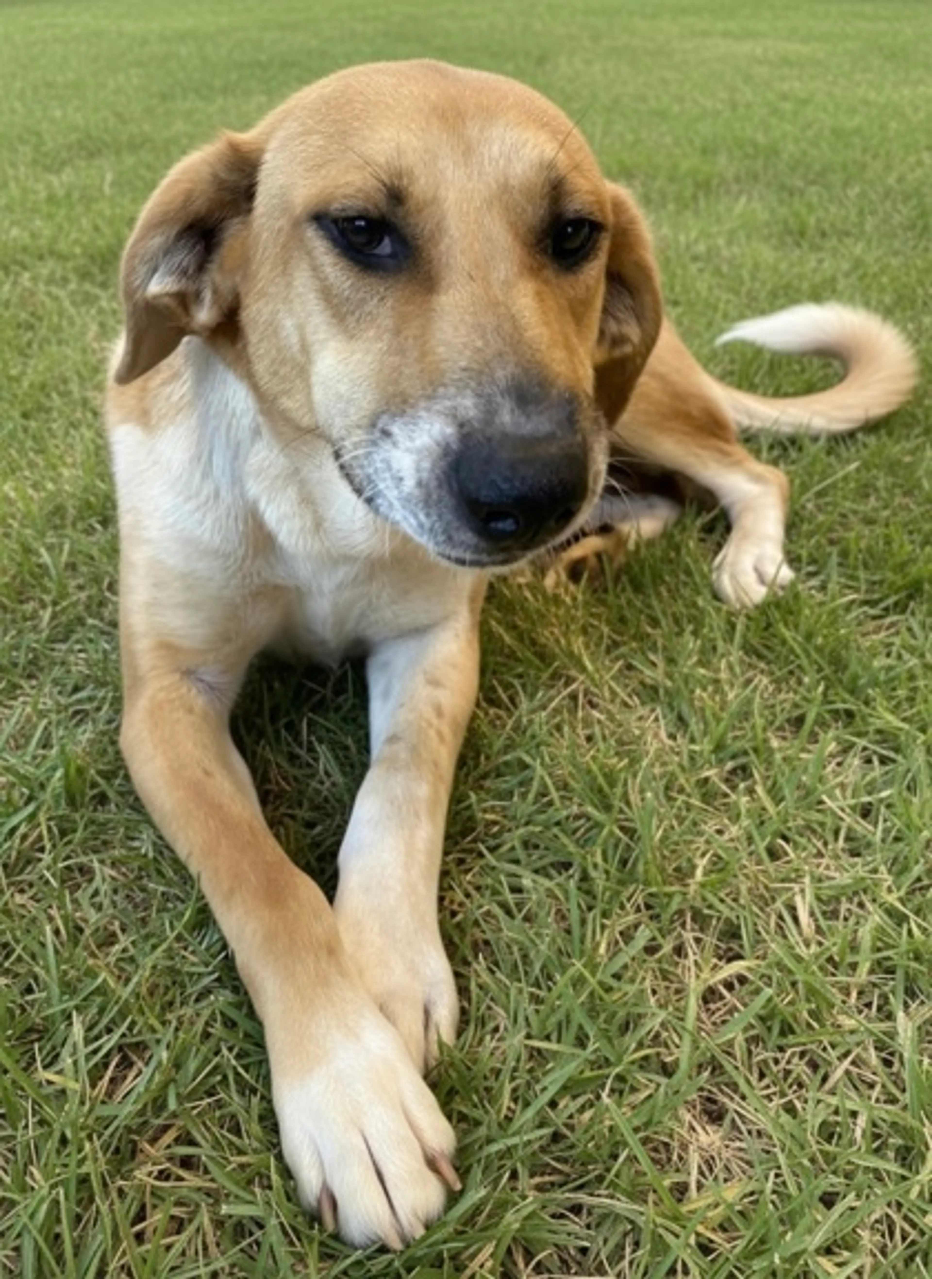 Found pet