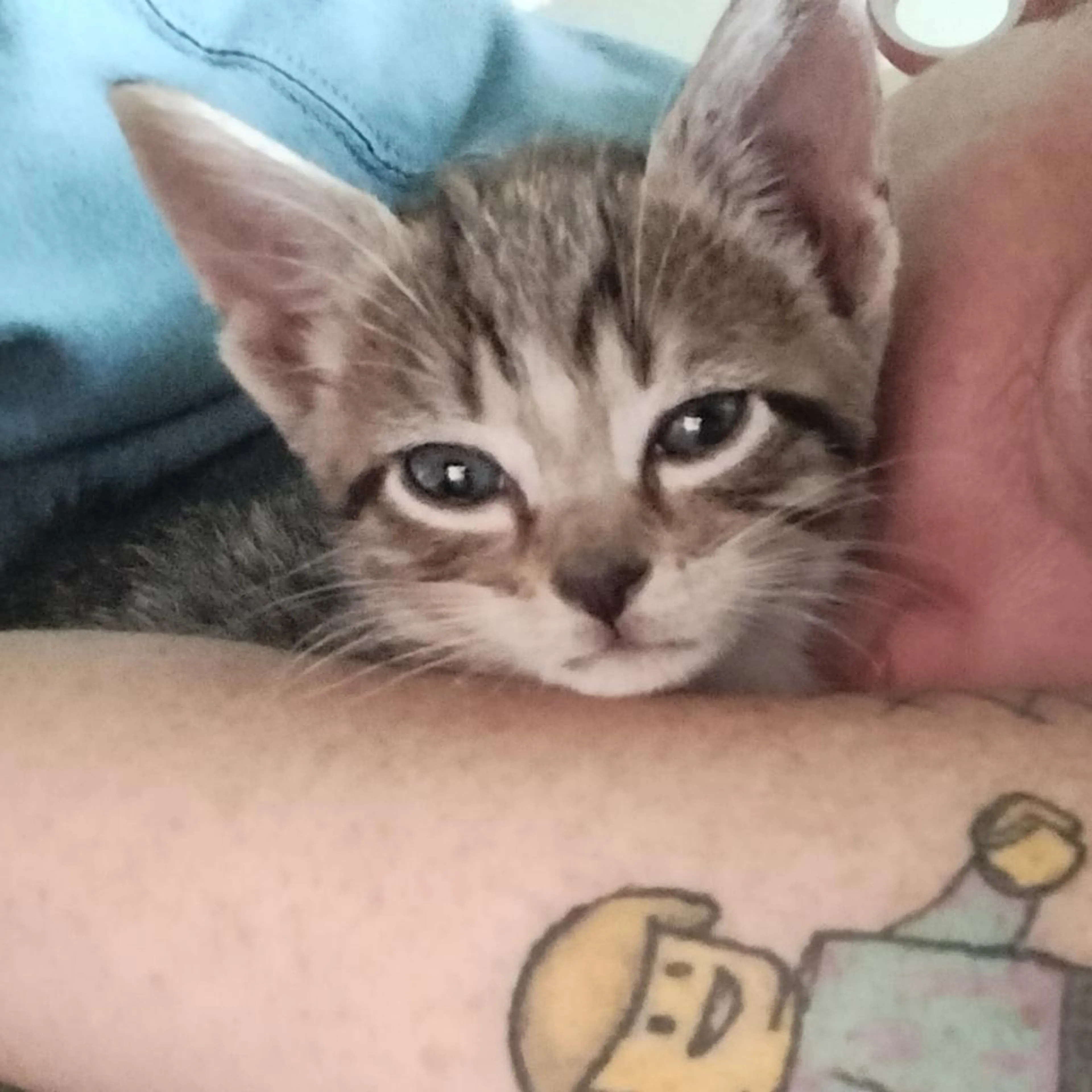 Found pet