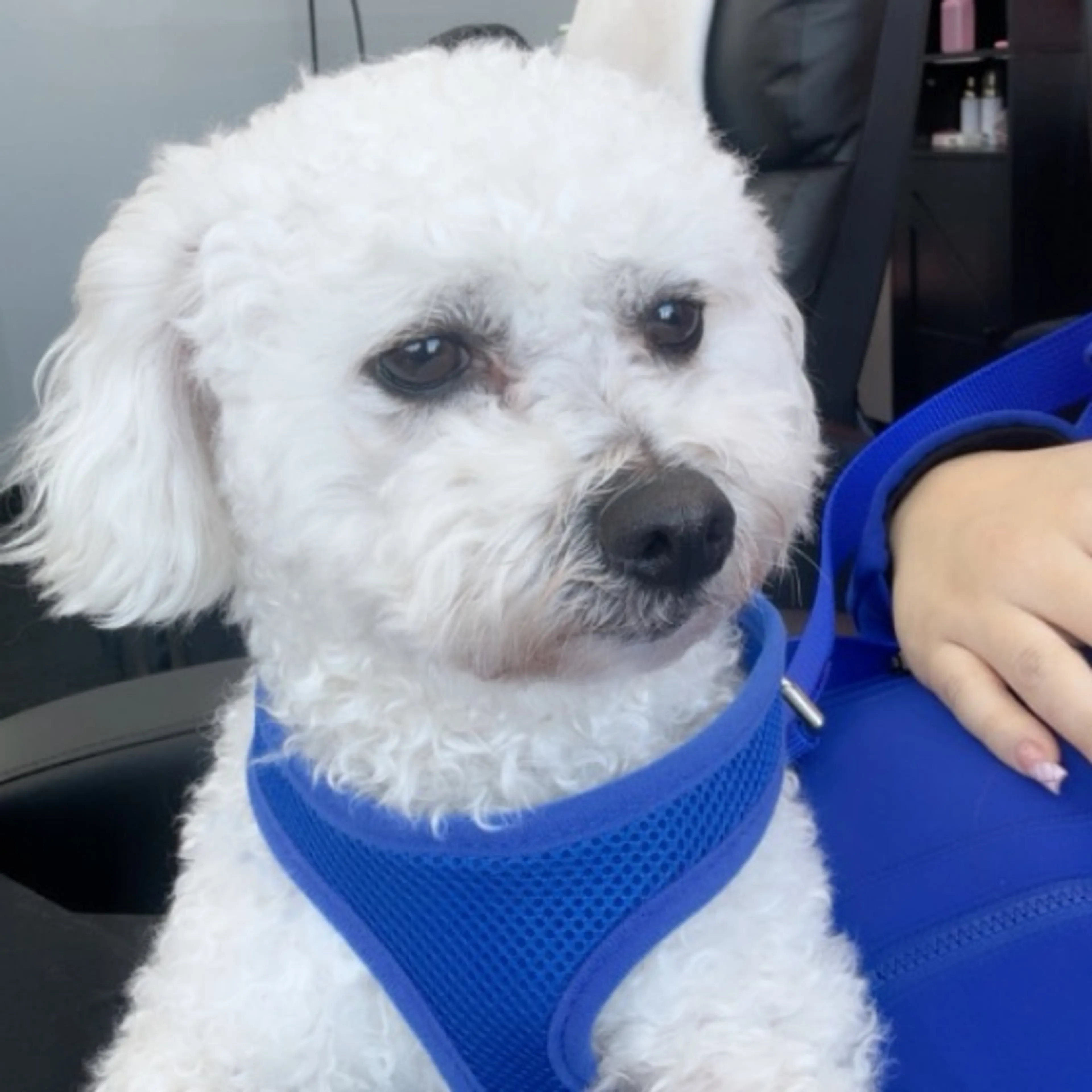Lost pet