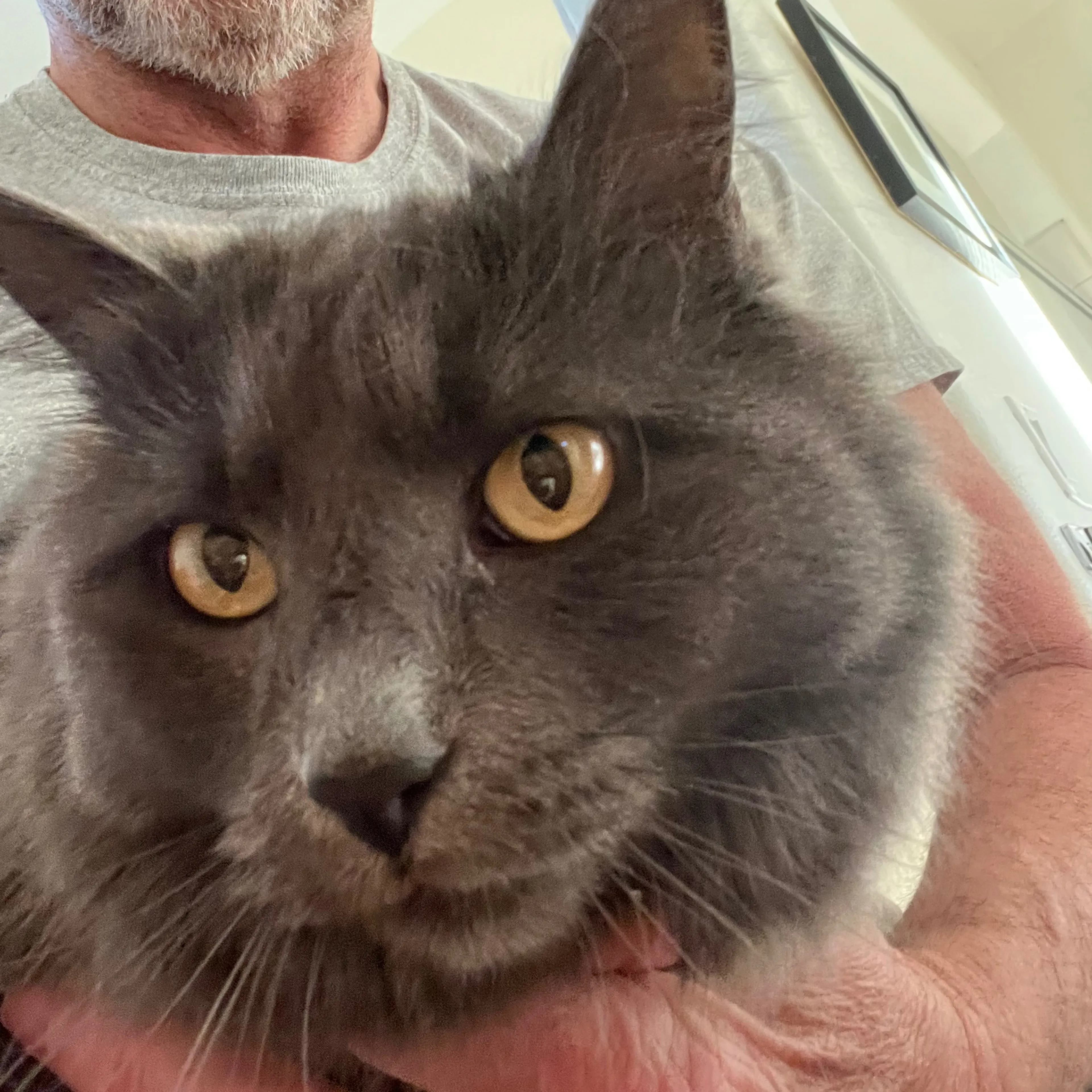 Lost pet-2