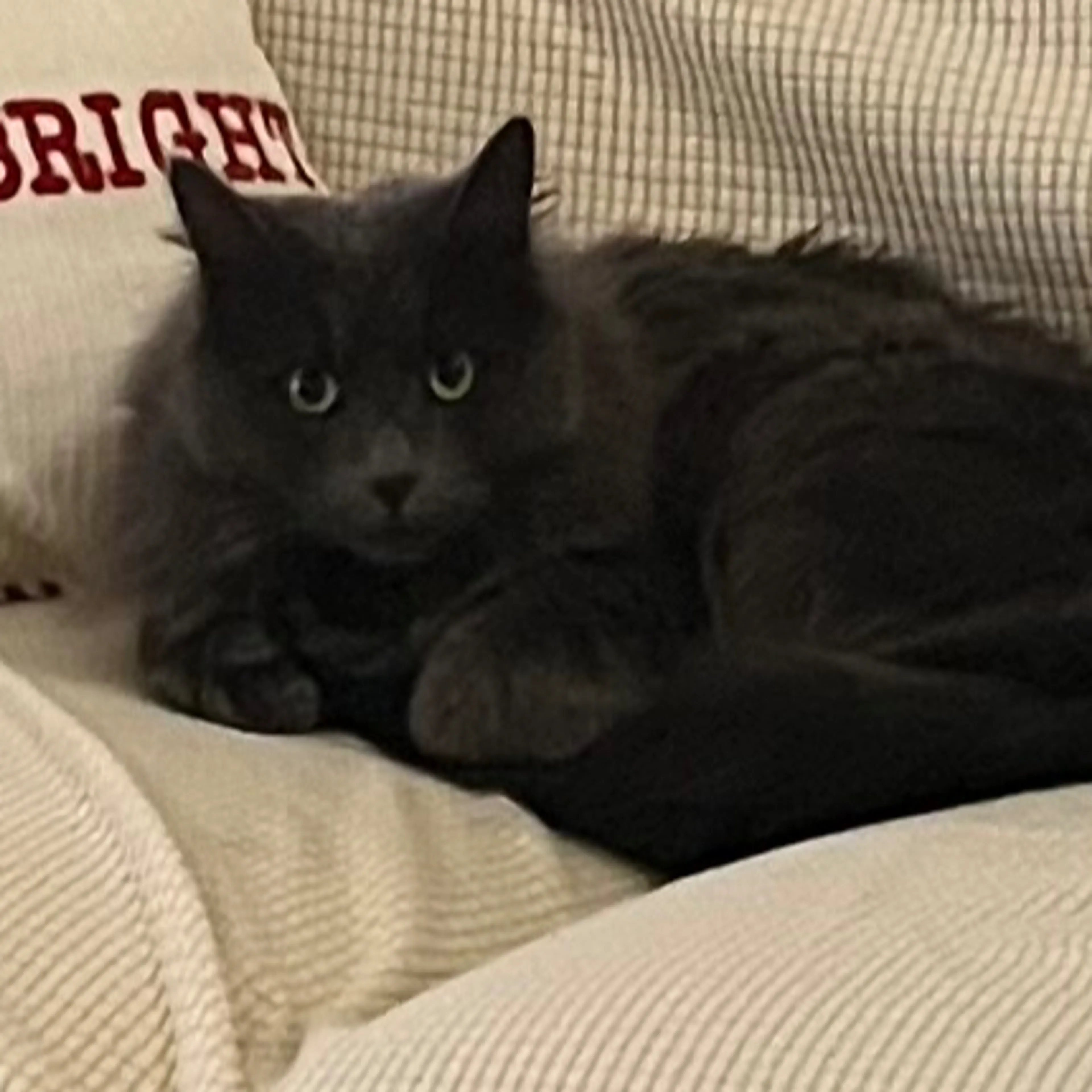 Lost pet-1