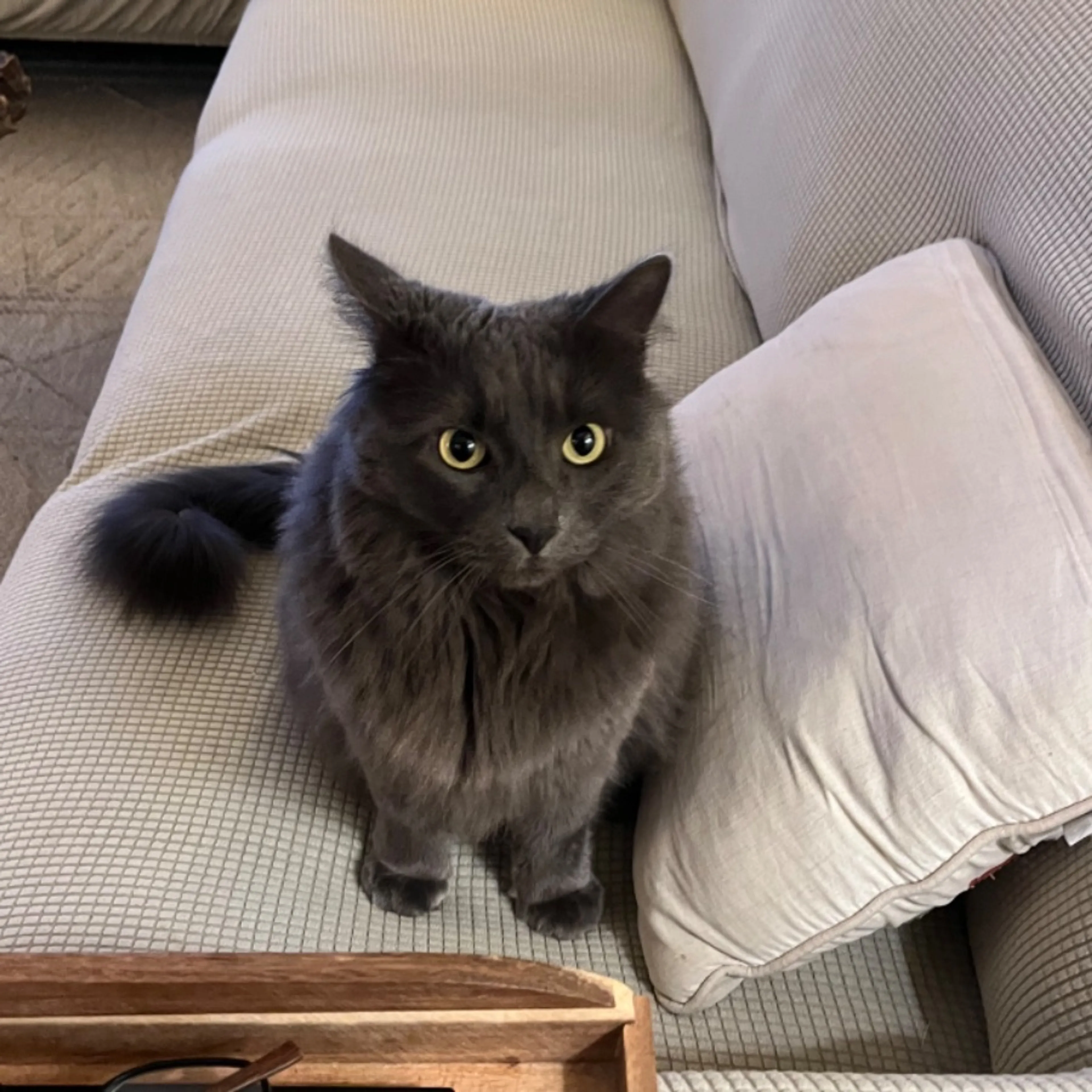 Lost pet-0
