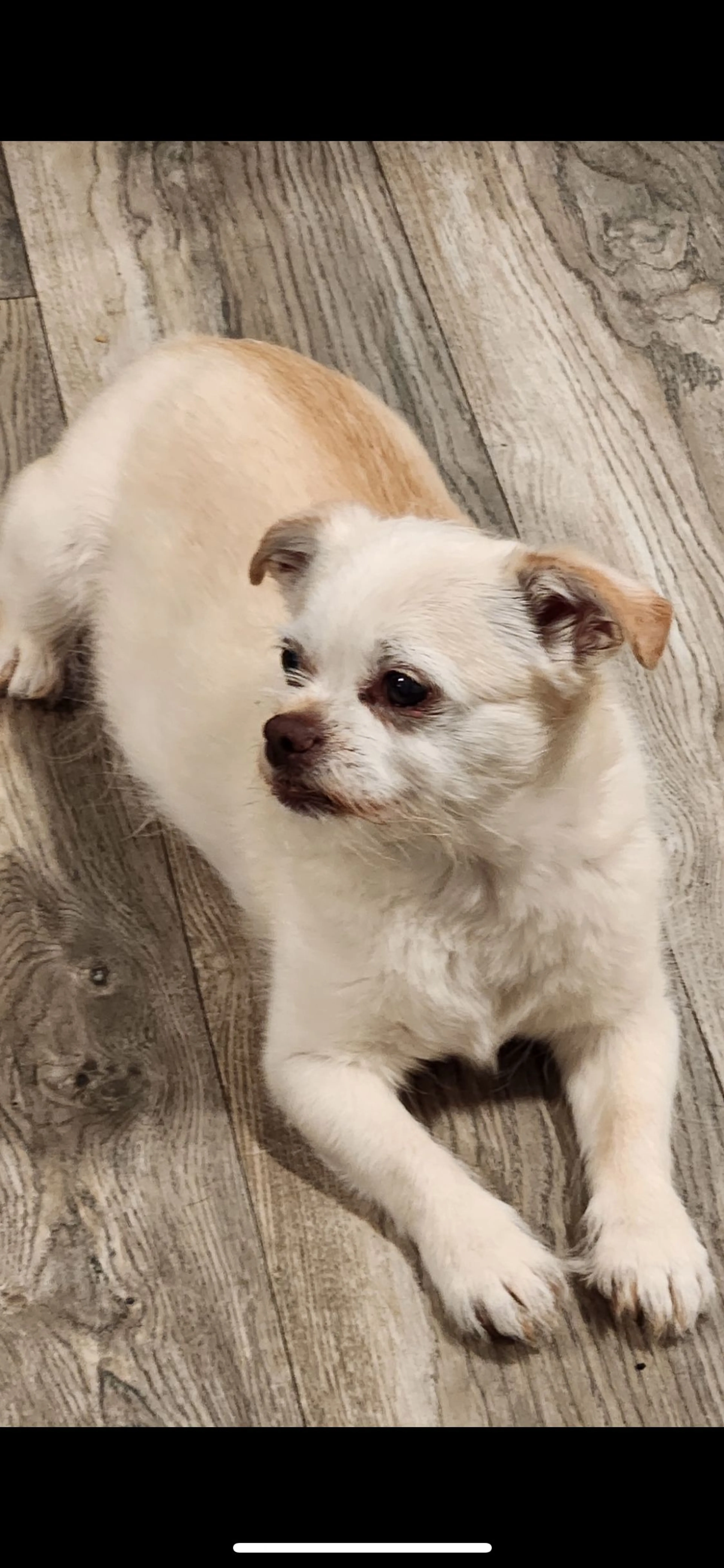 Lost pet
