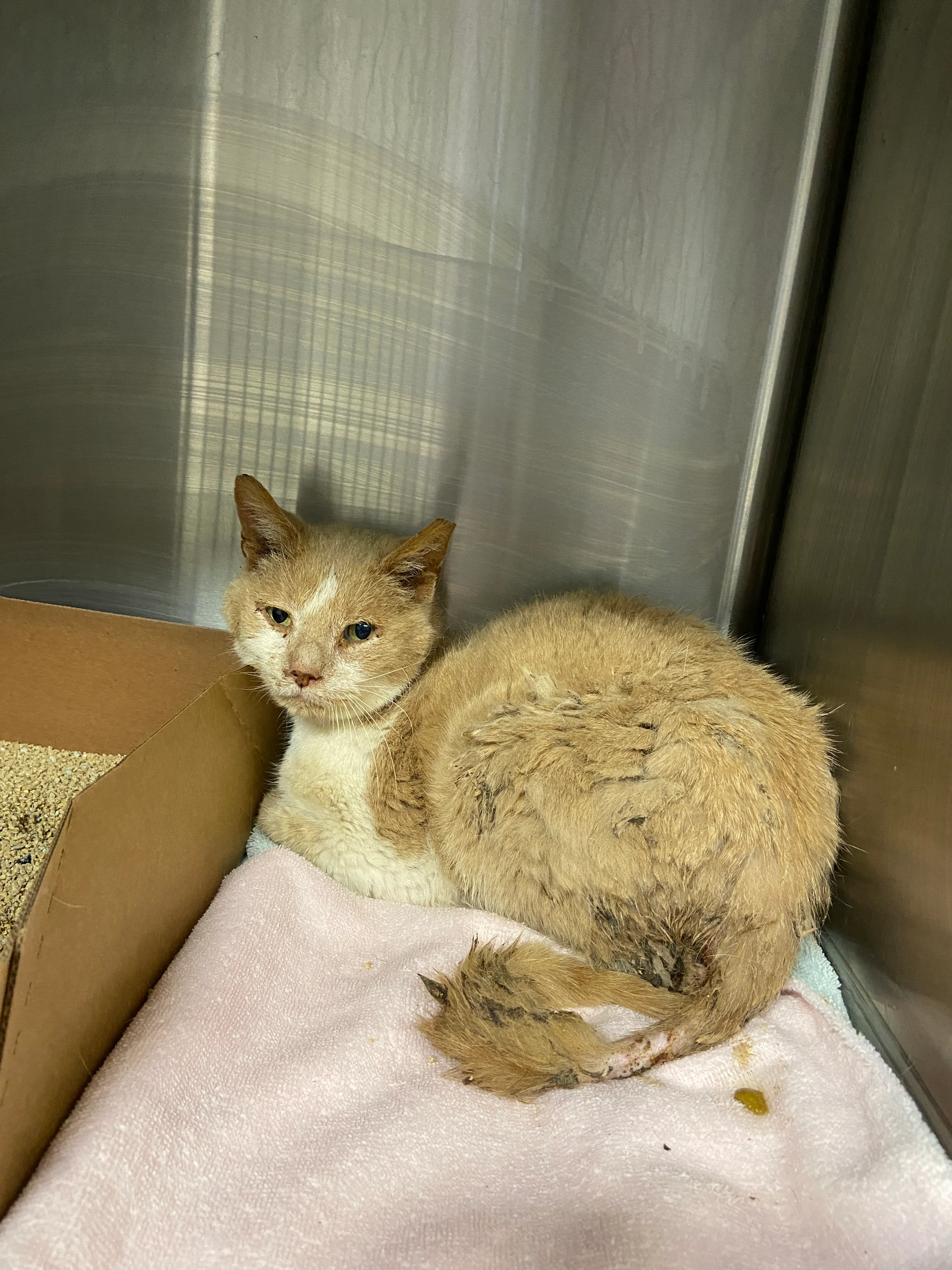 Found pet
