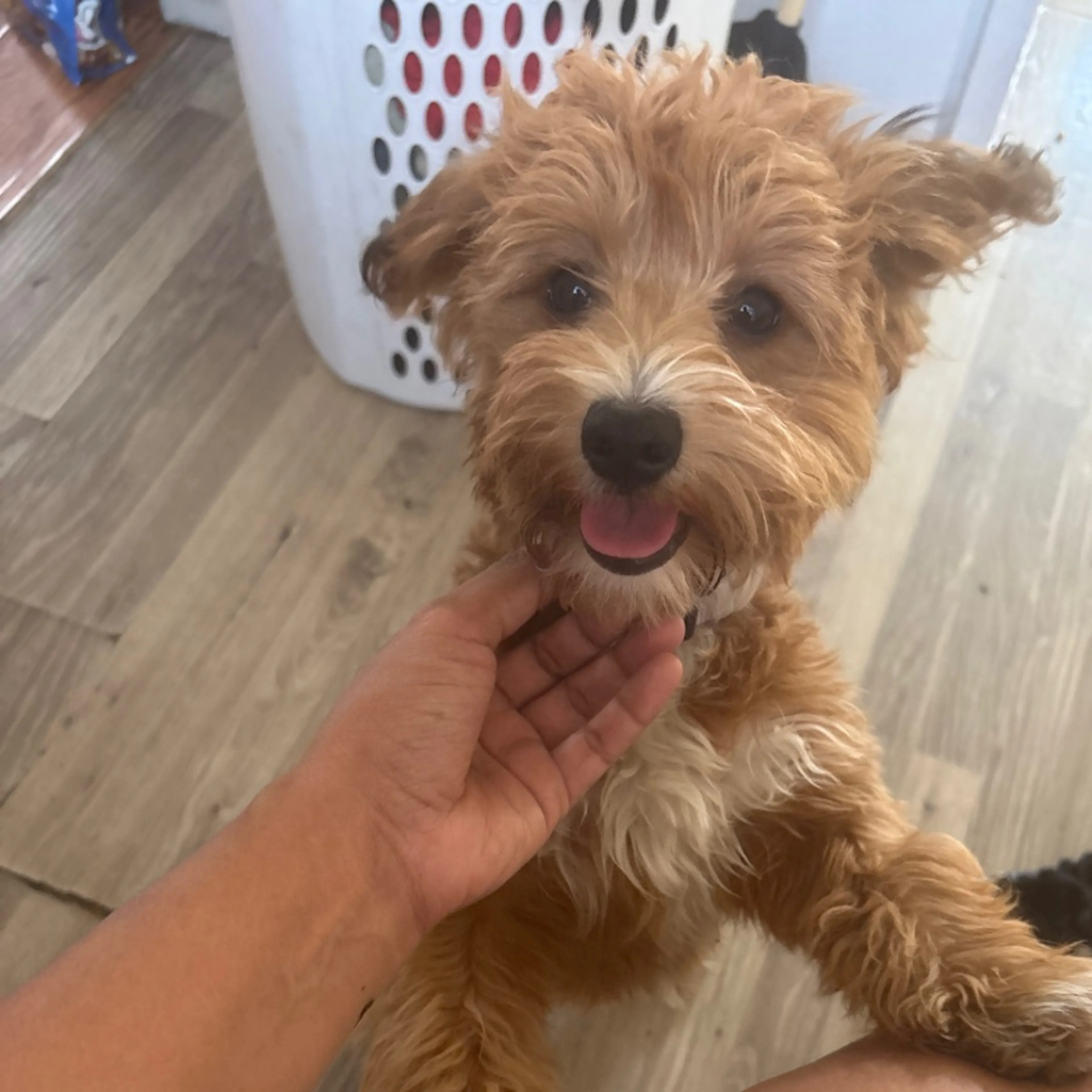 Lost pet