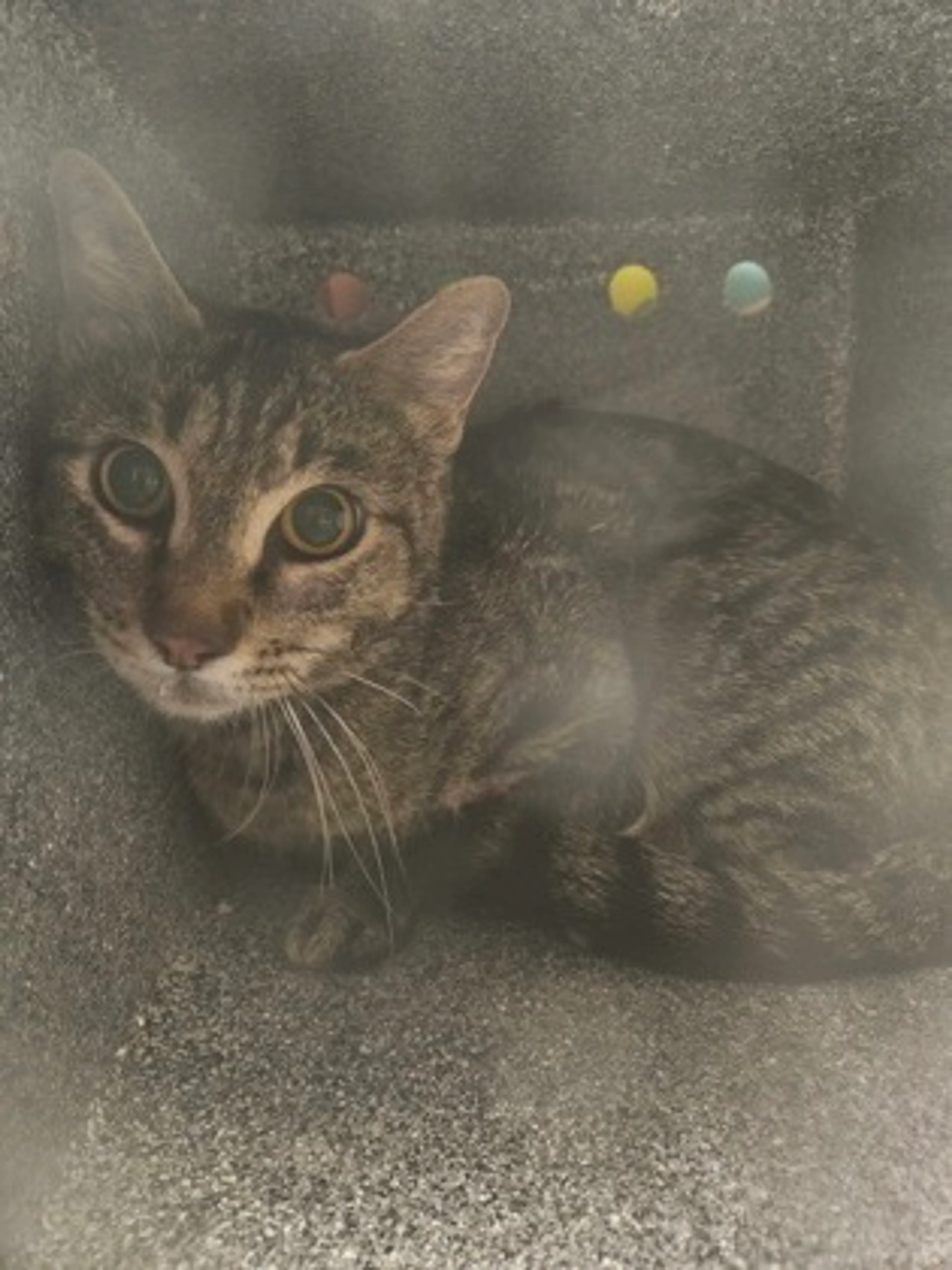 Found pet