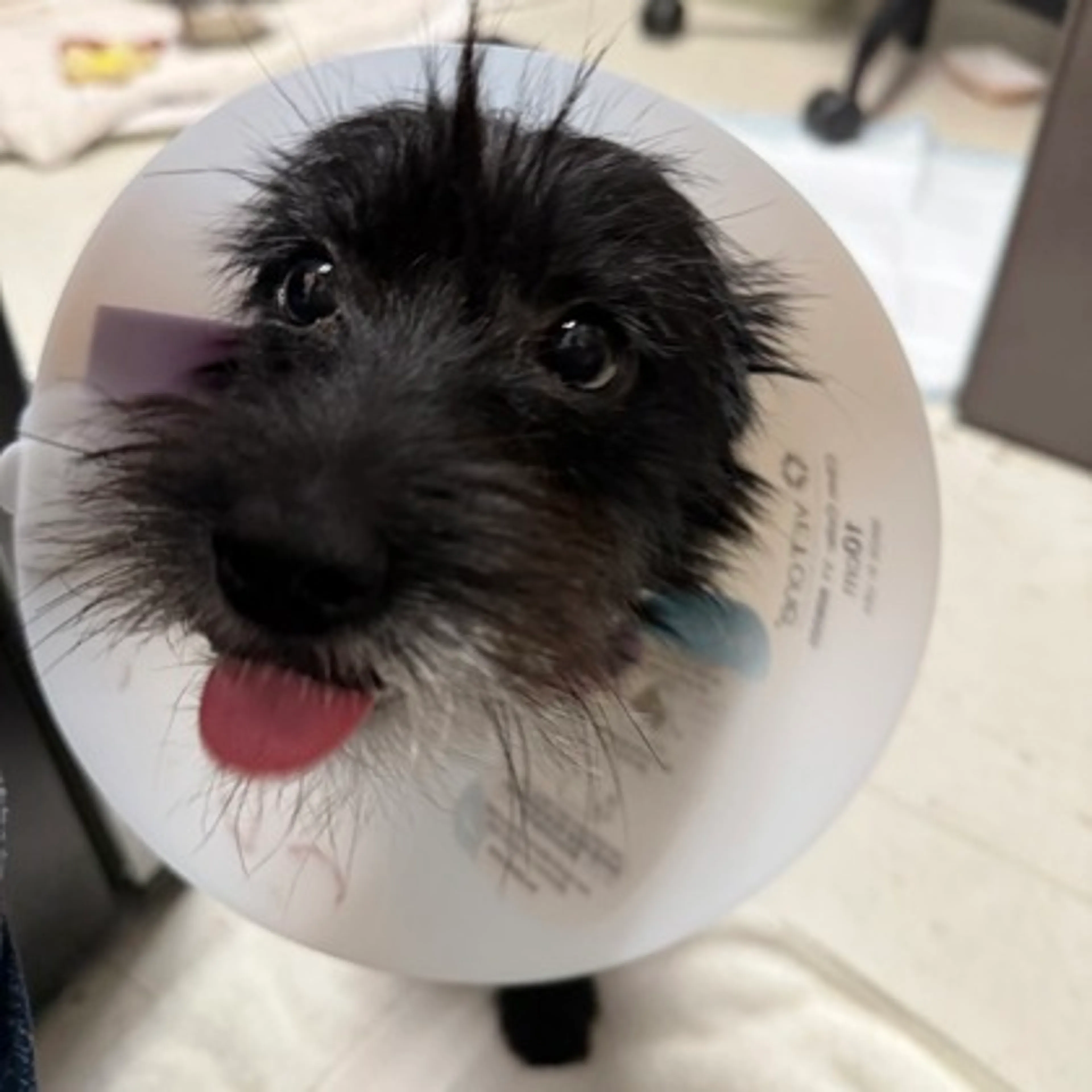 Found pet-0